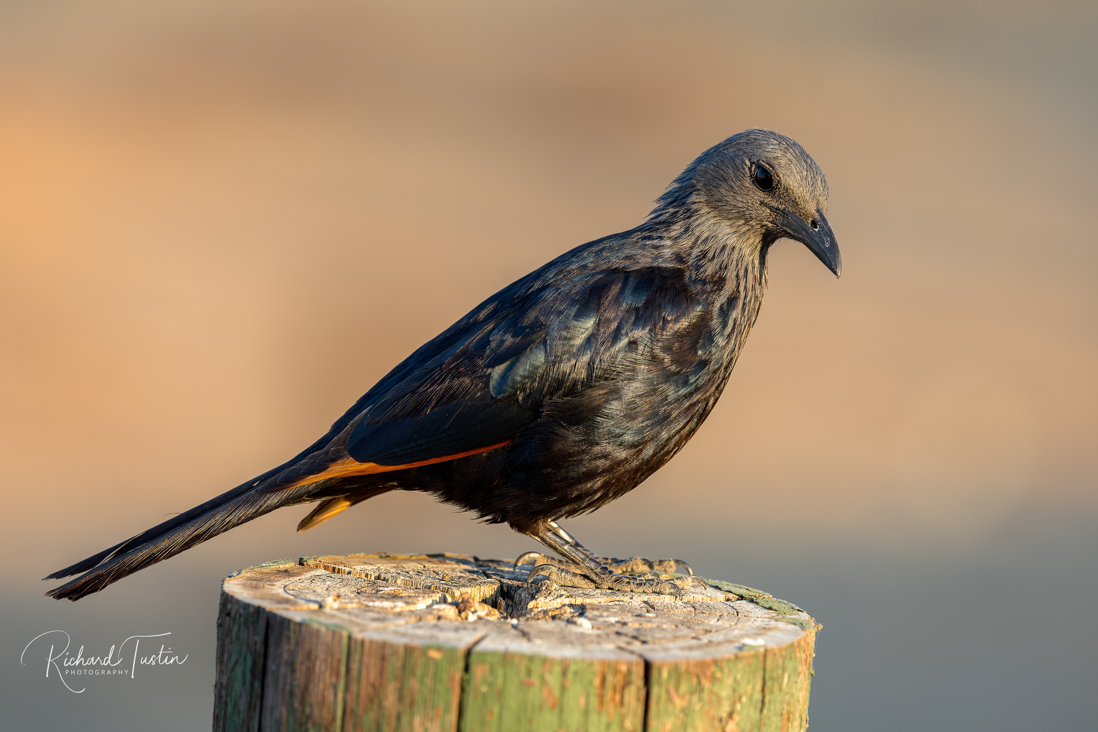 Red-winged starling