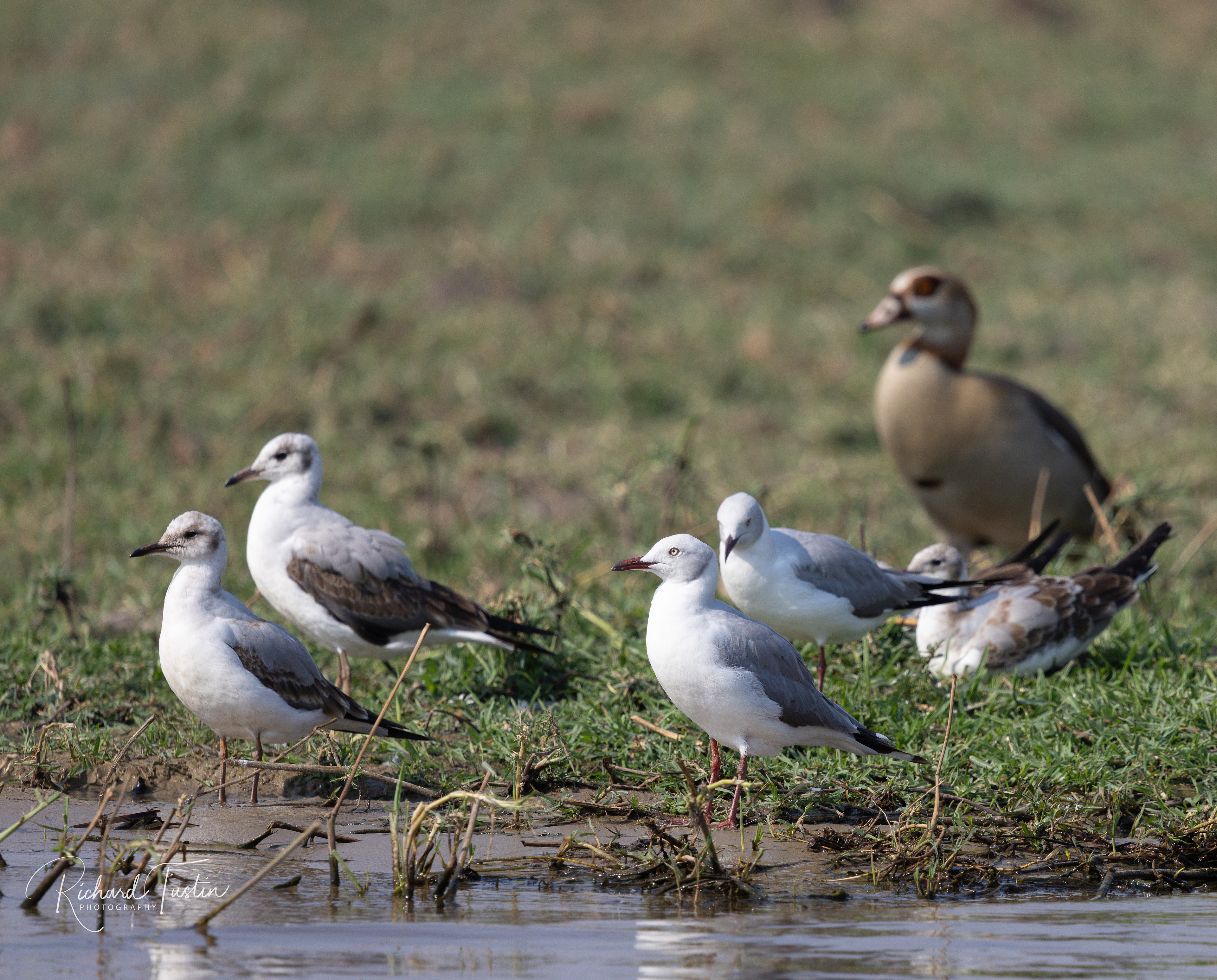 Grey-headed Gull