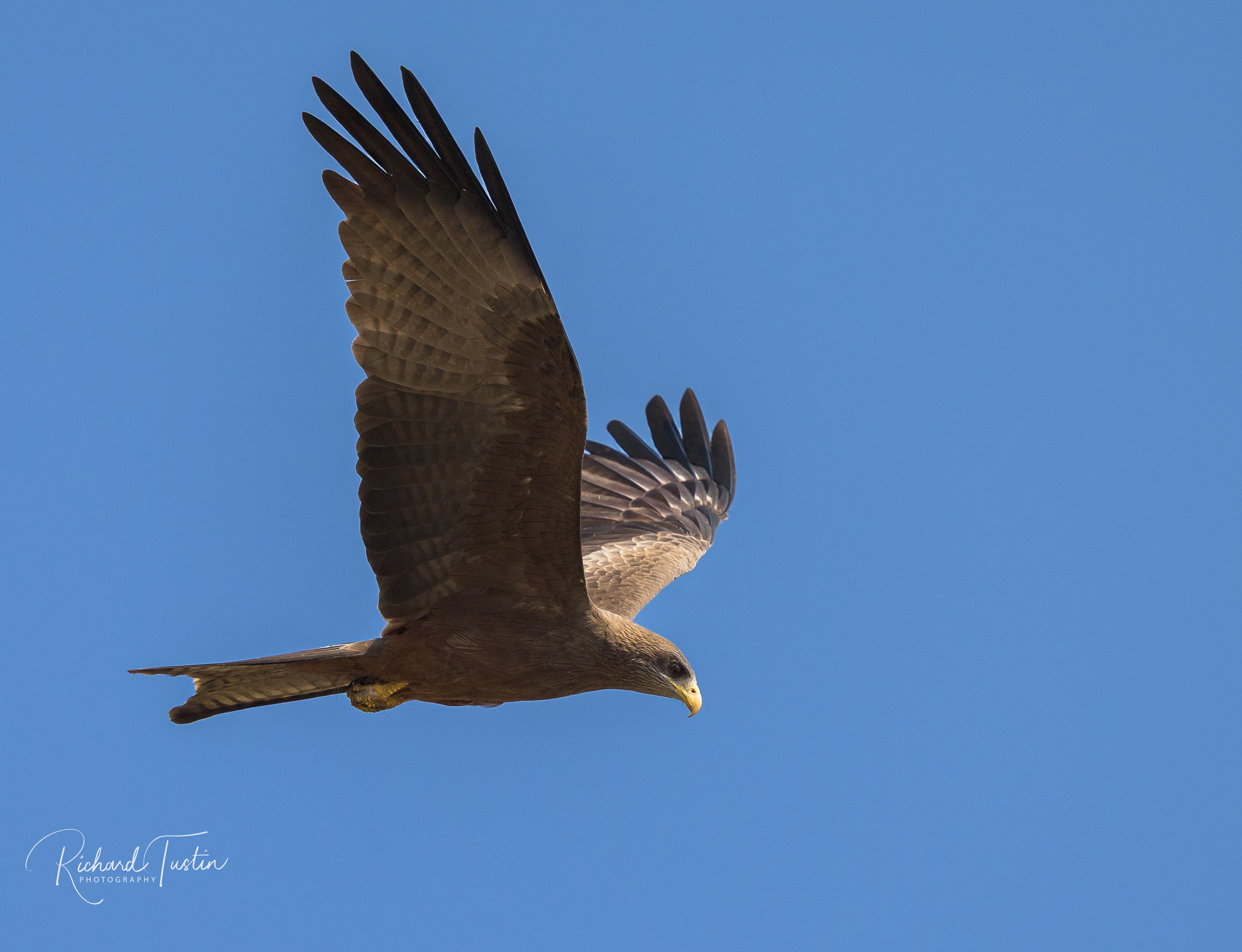 Yellow-billed Hawk