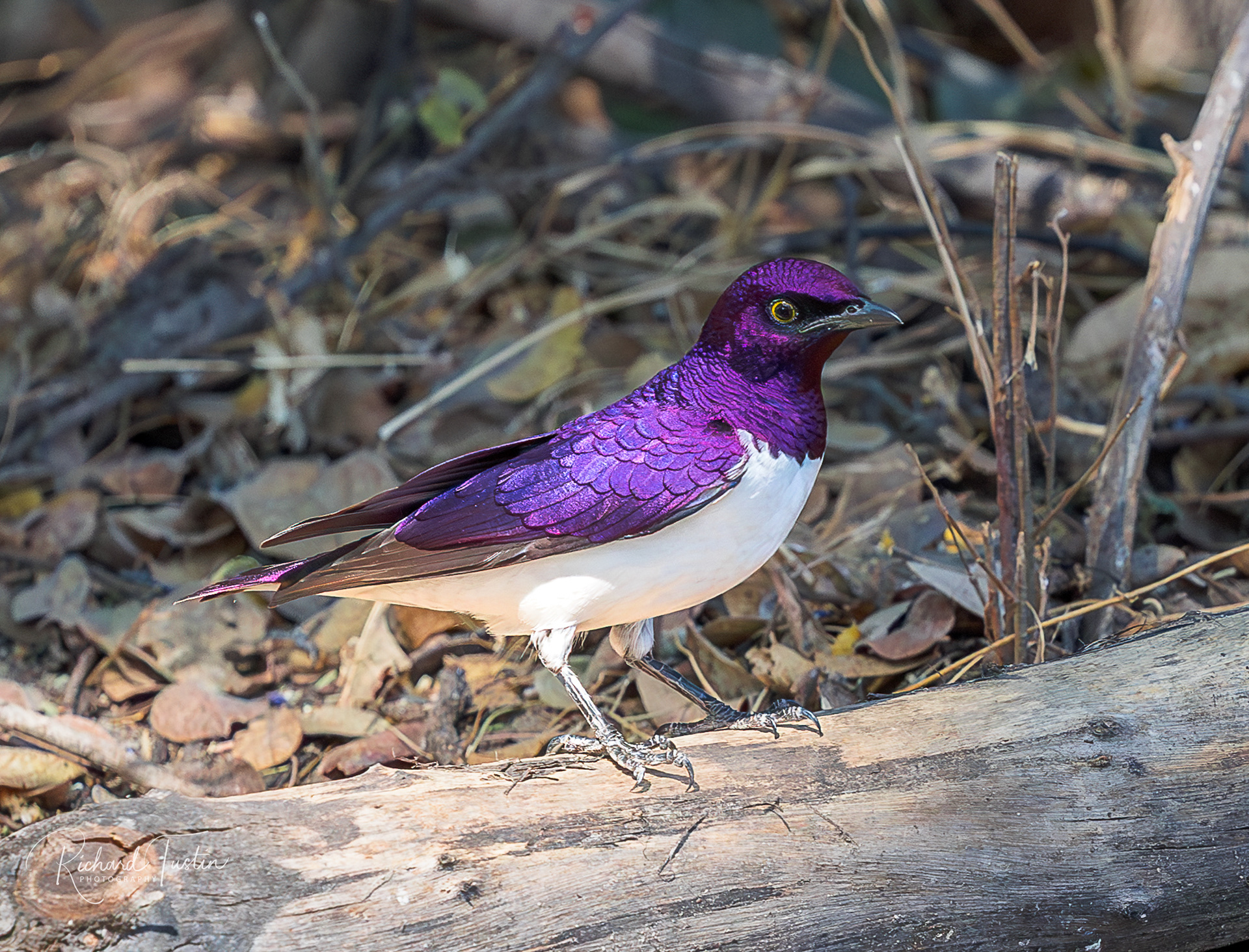 Violet-backed Starling