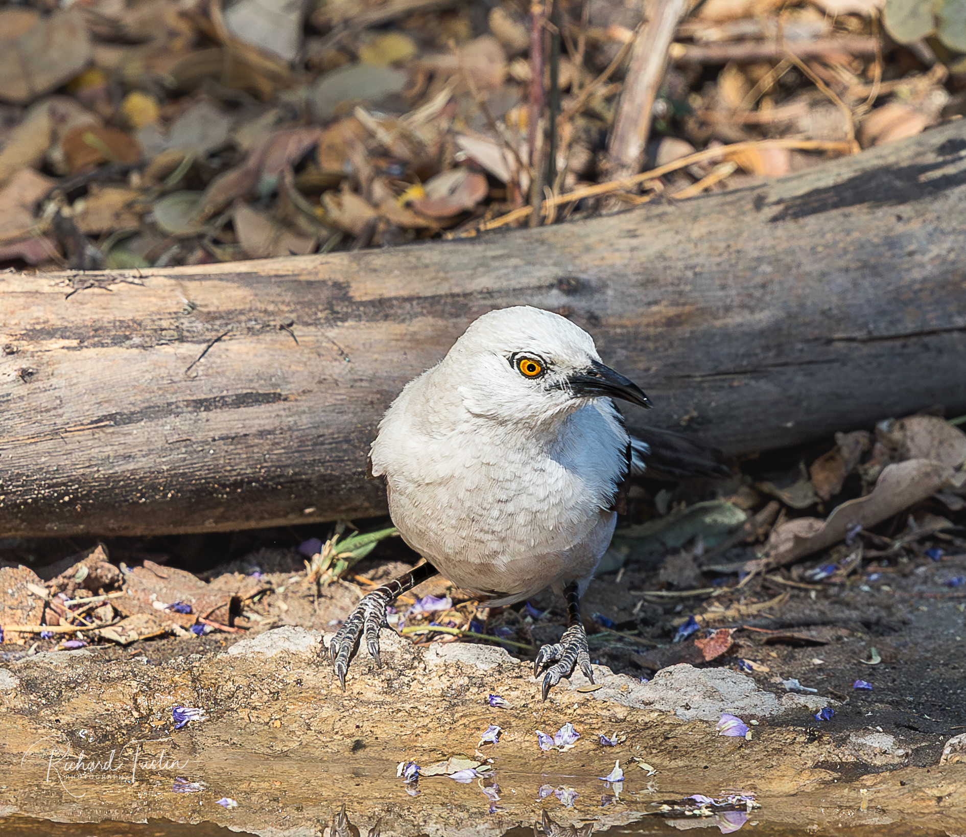 Pied Babler