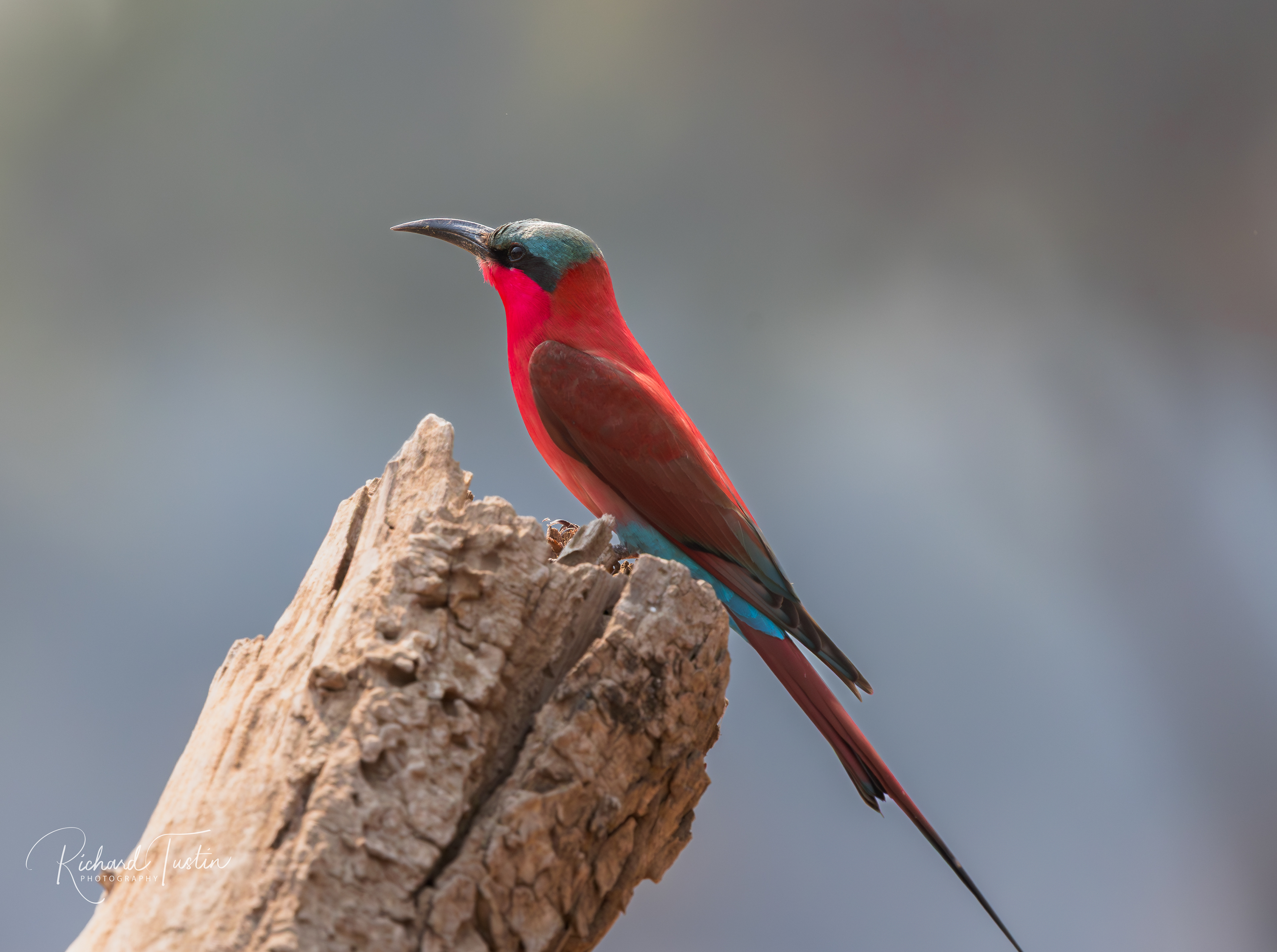 Carmine Bee-eater