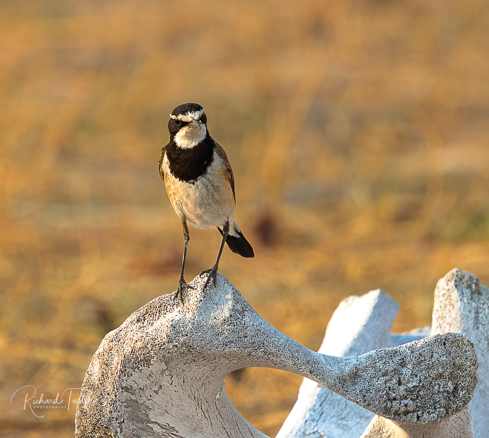 Capped Wheatear