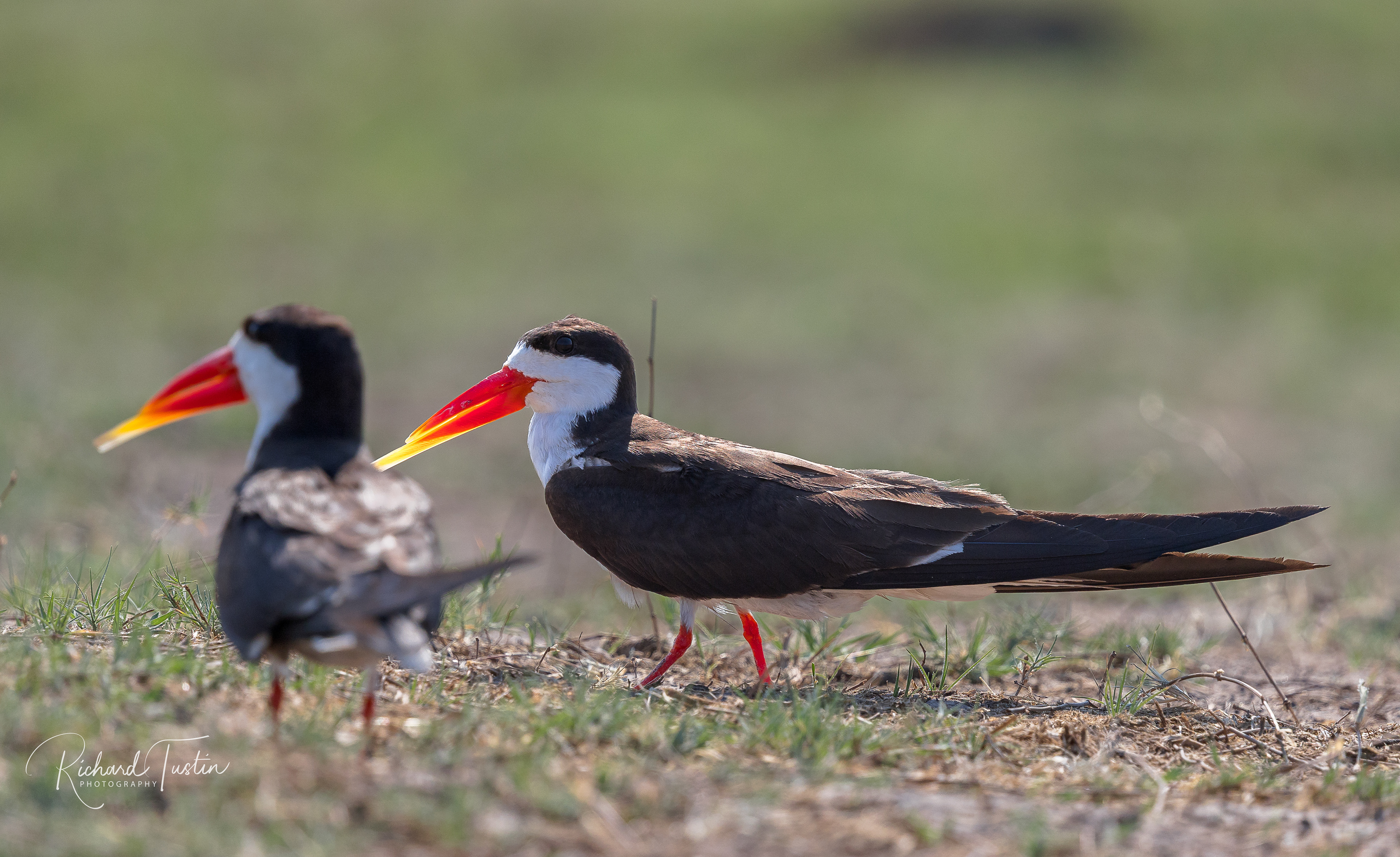 African Skimmer