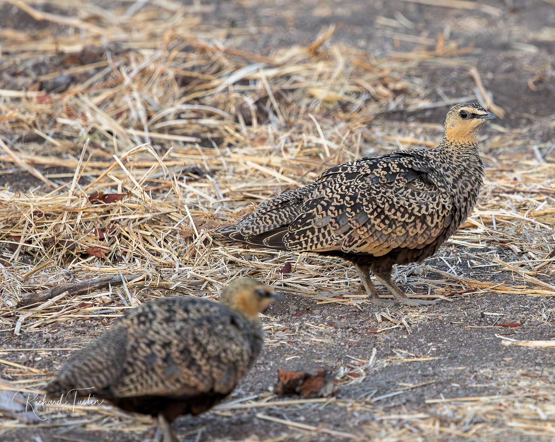 Yellow-throated sandgrouse
