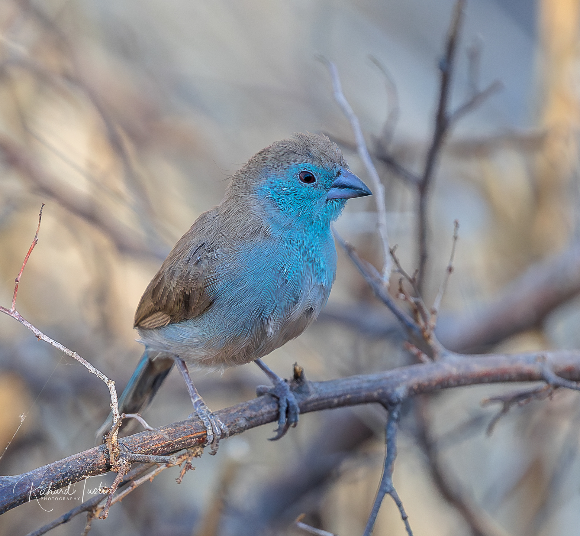 Blue waxbill