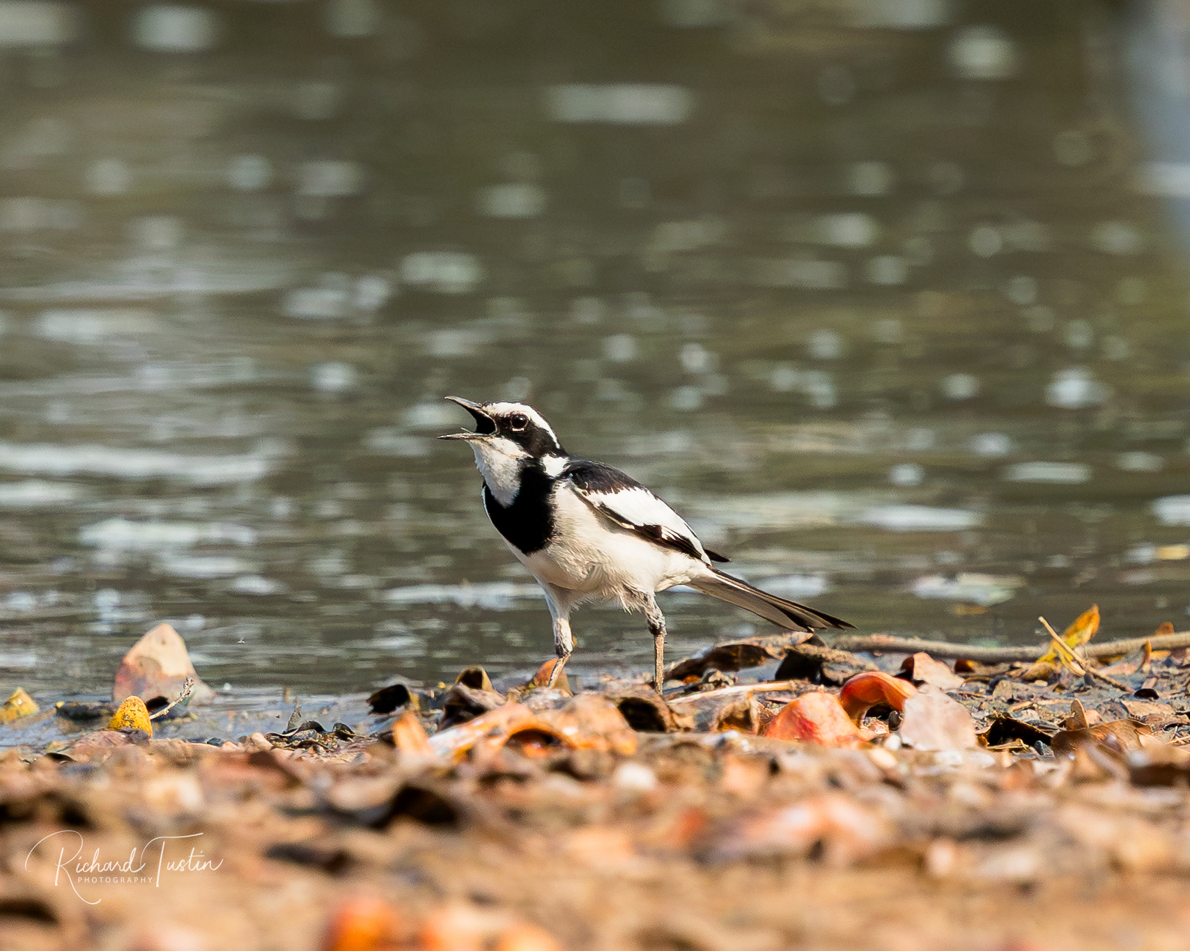 African Pied Wagtail