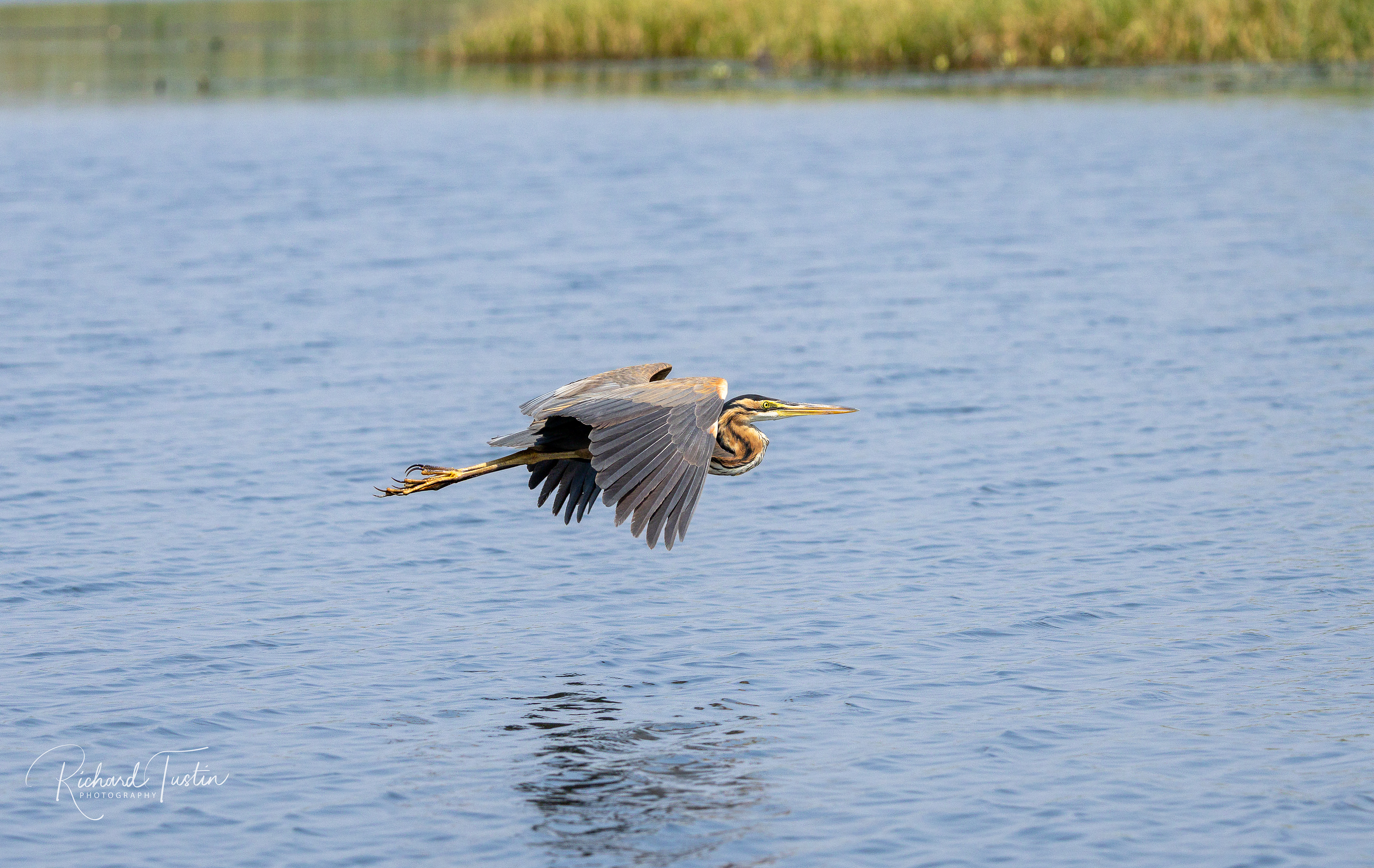 Purple  Heron