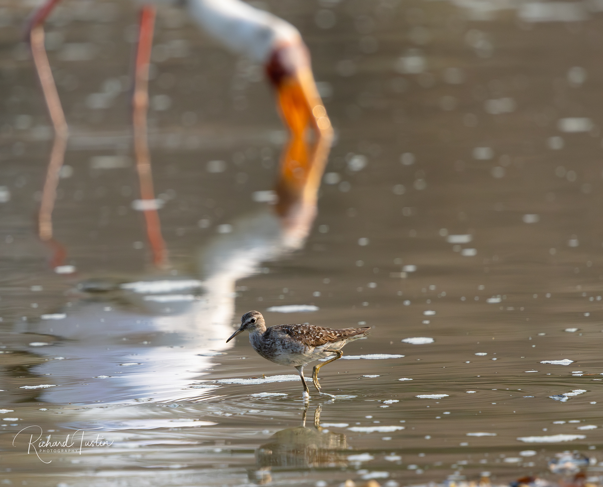 Wood Sandpiper