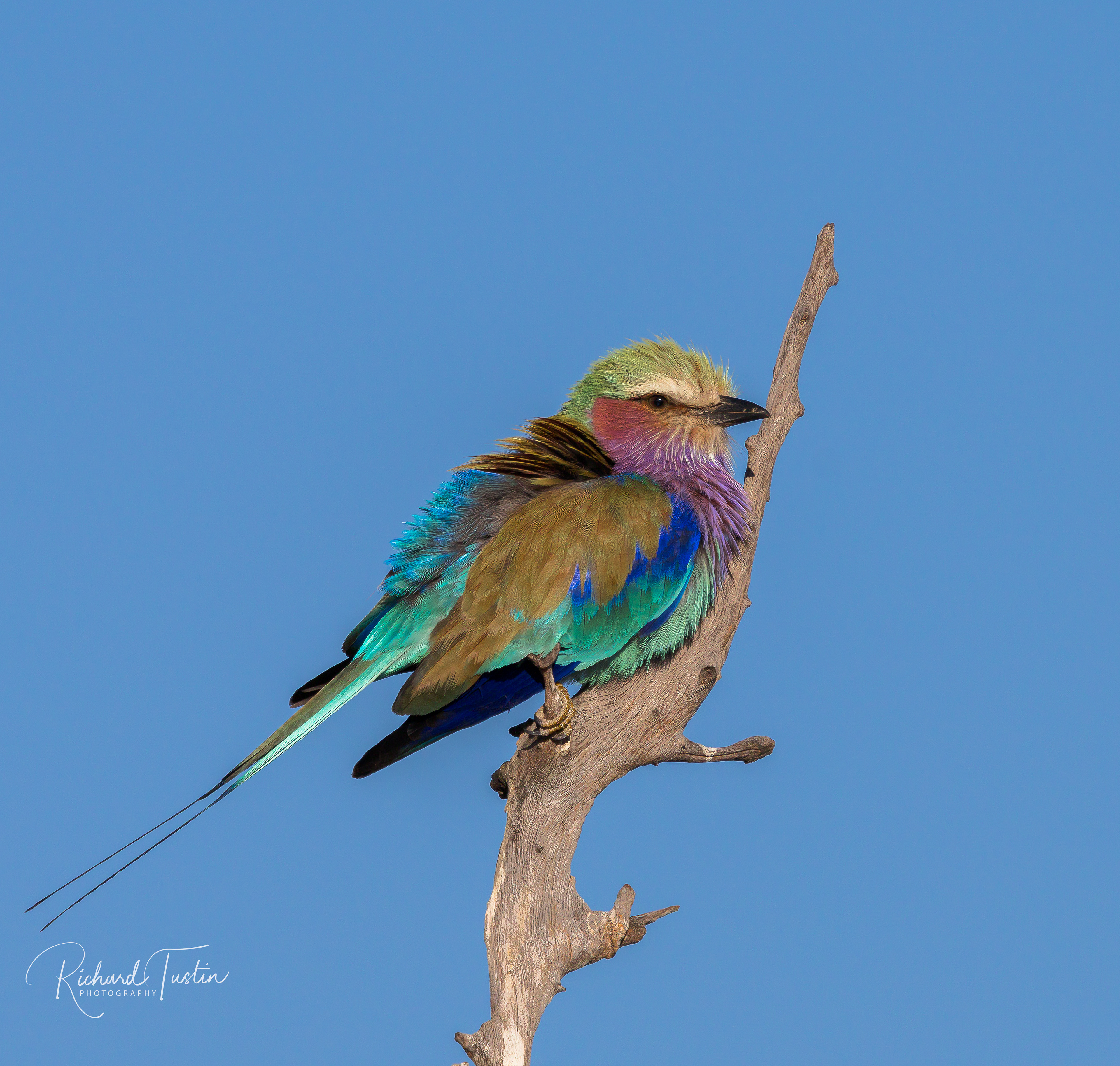 Lilac-breasted Roller