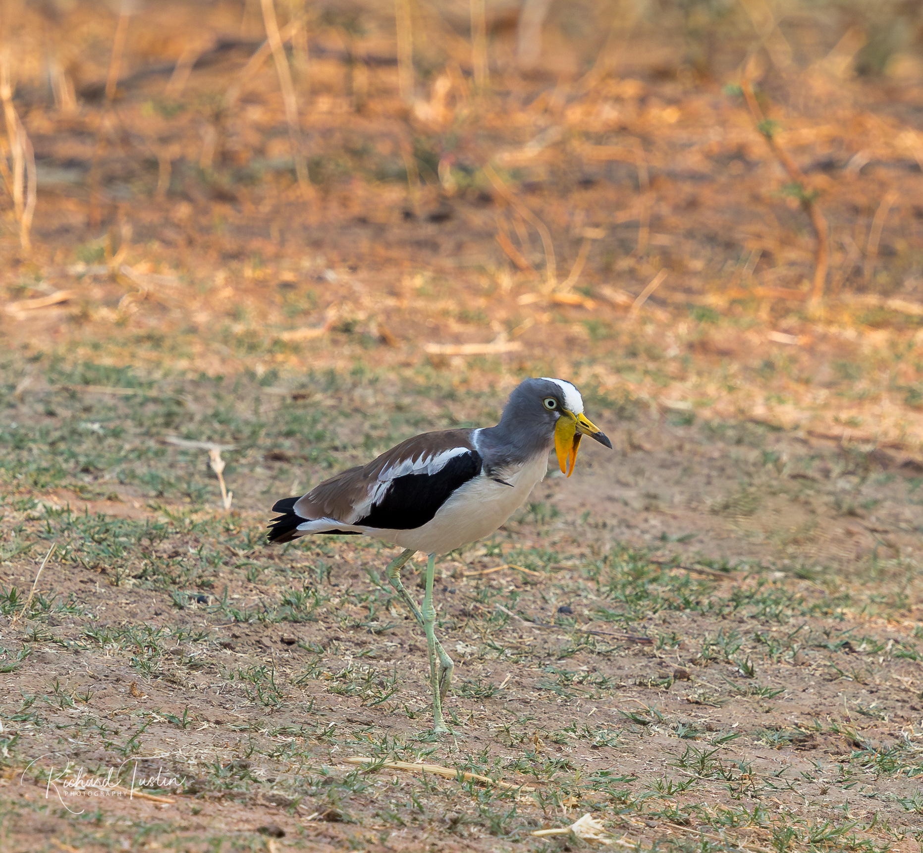 White-crowned lapwing
