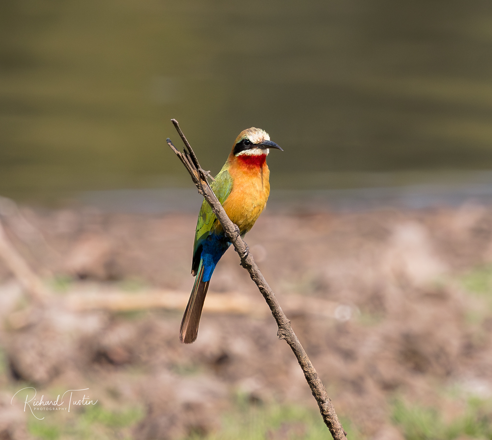 White-Fronted Bee-Eater
