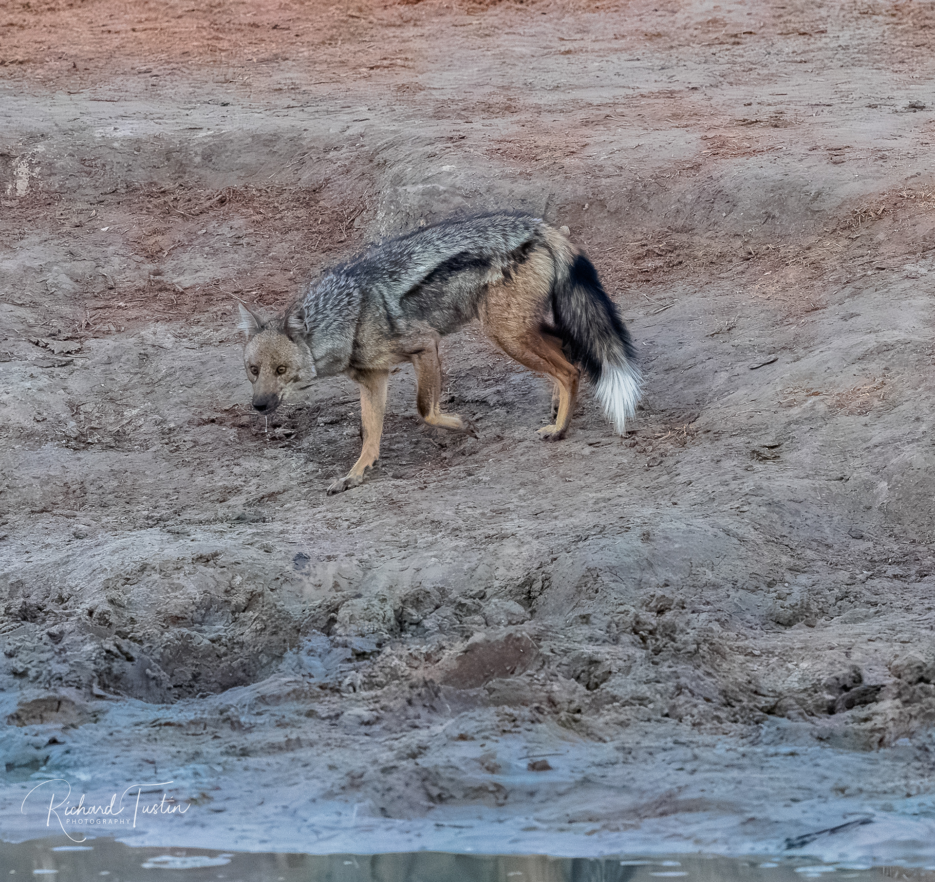 Side-striped Jackal