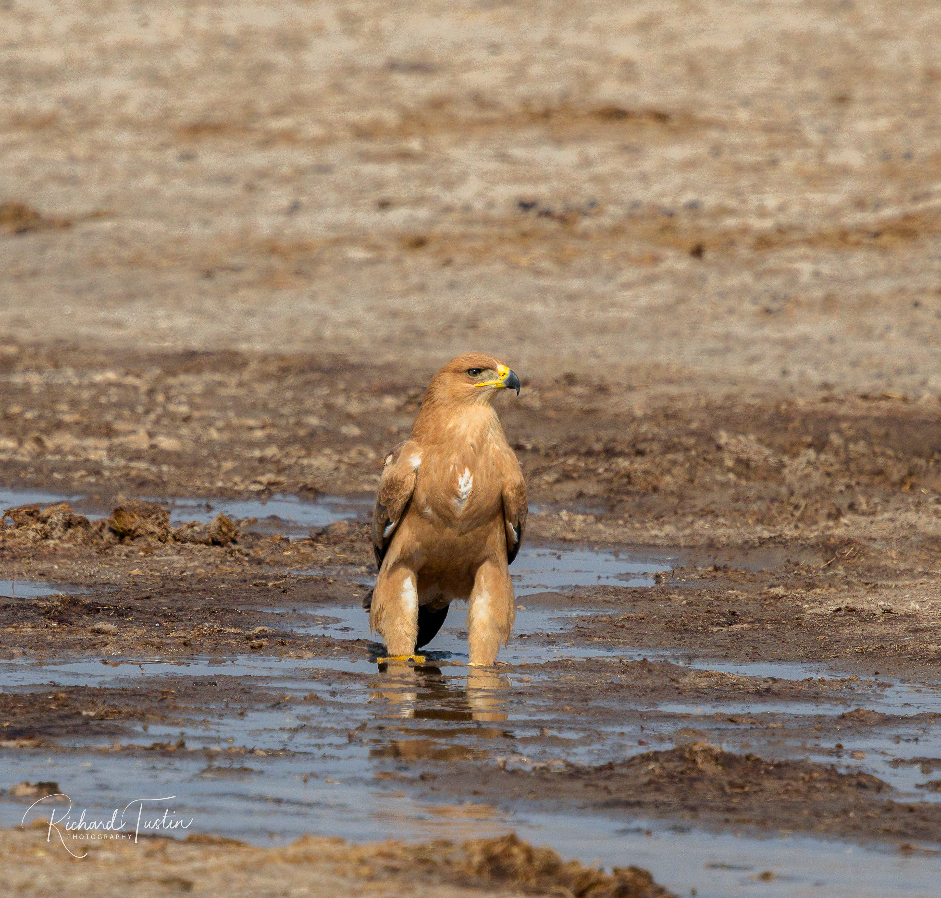 Tawny Eagle