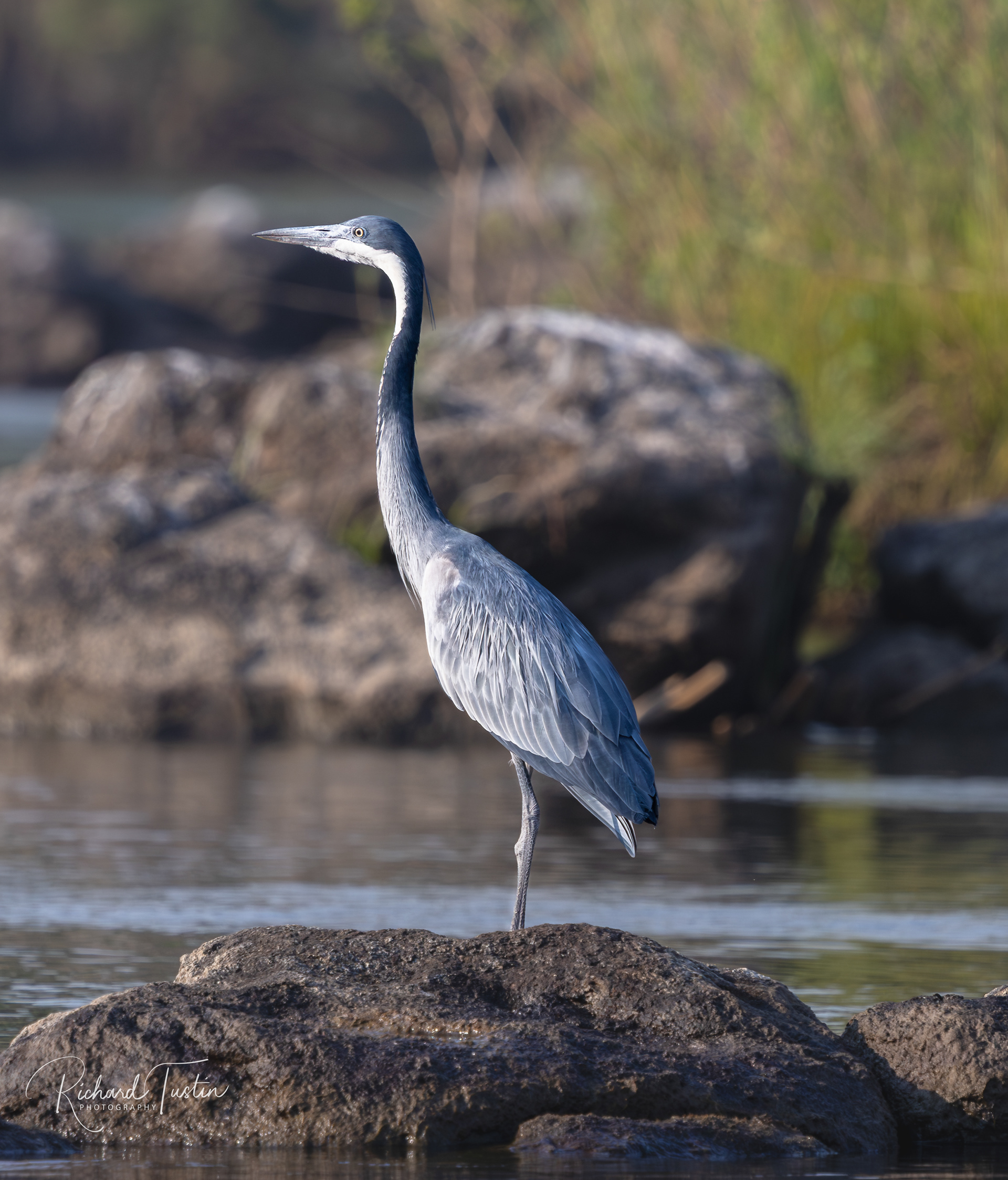 Black-headed Heron