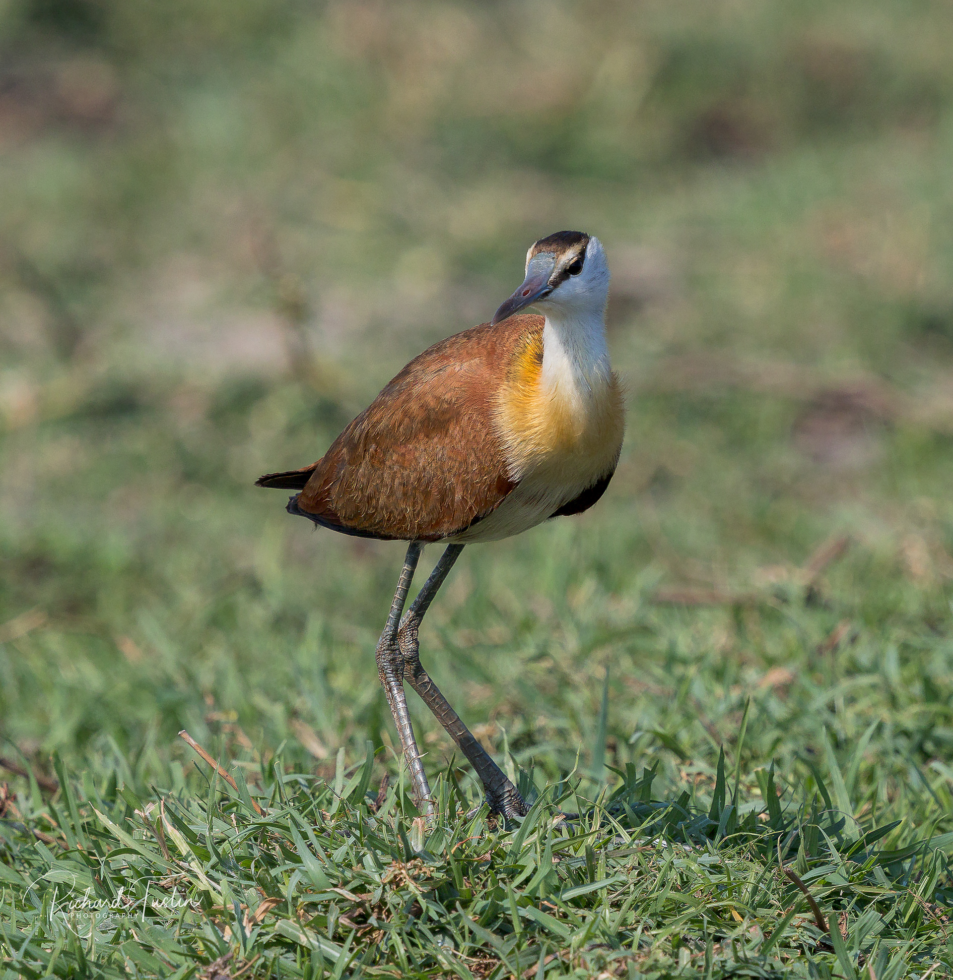 Lesser Jacana
