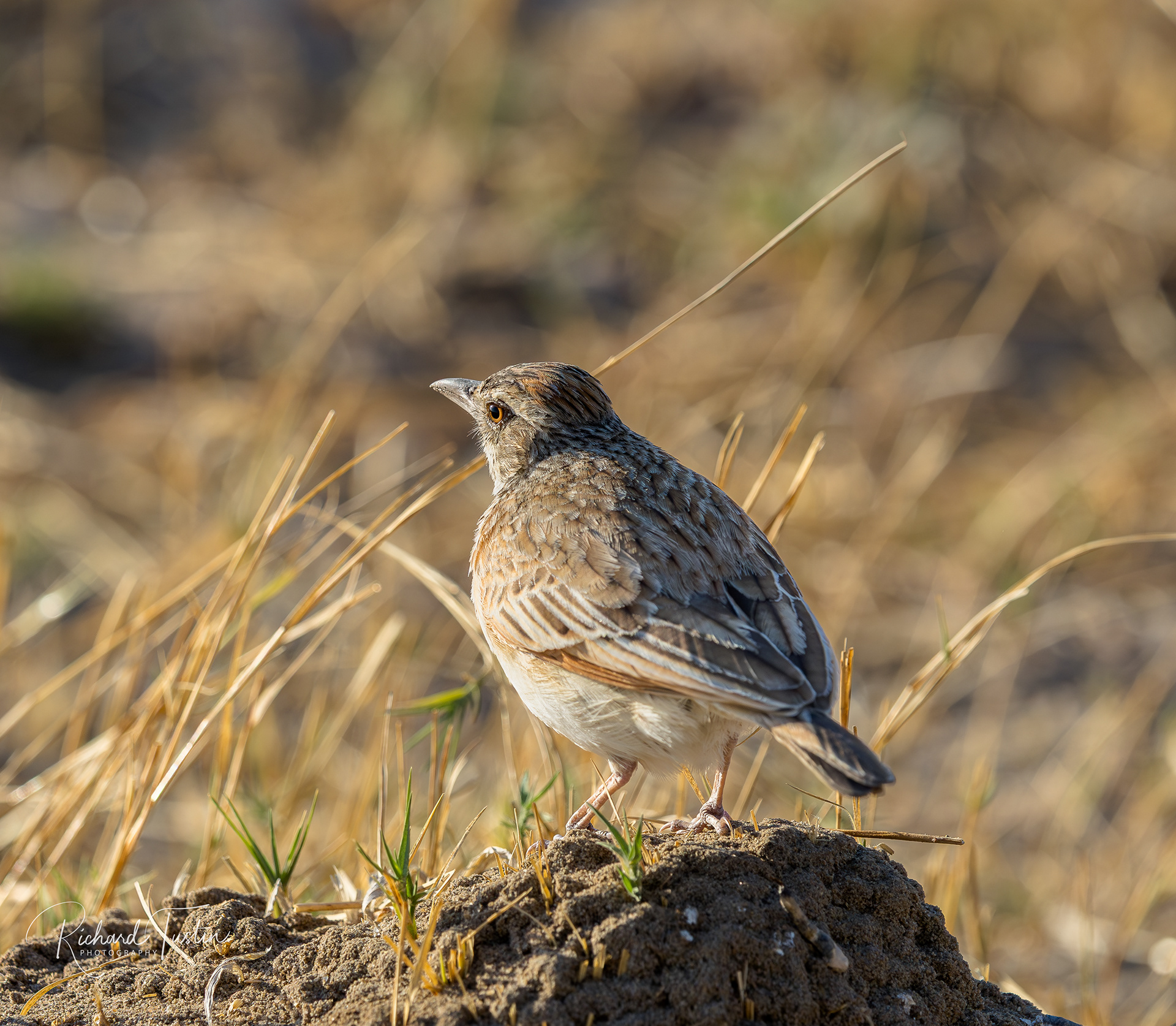Rufous-naped lark