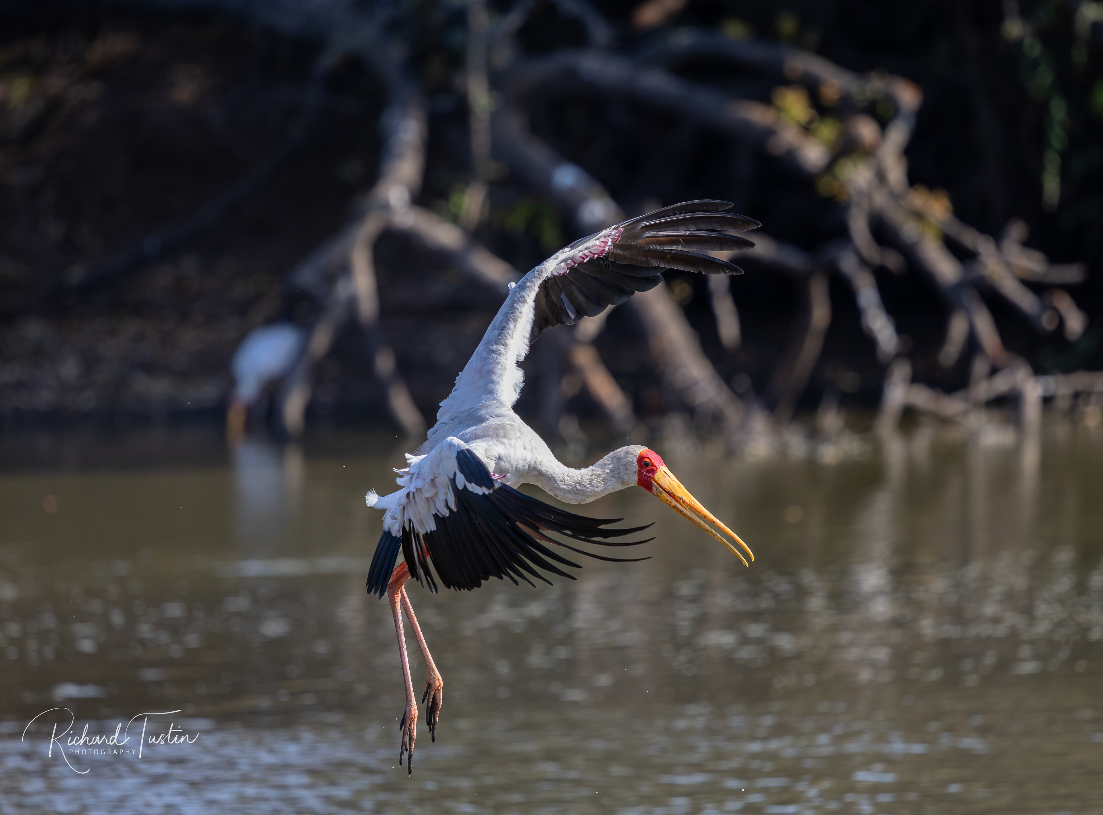 Yellow-billed Stork
