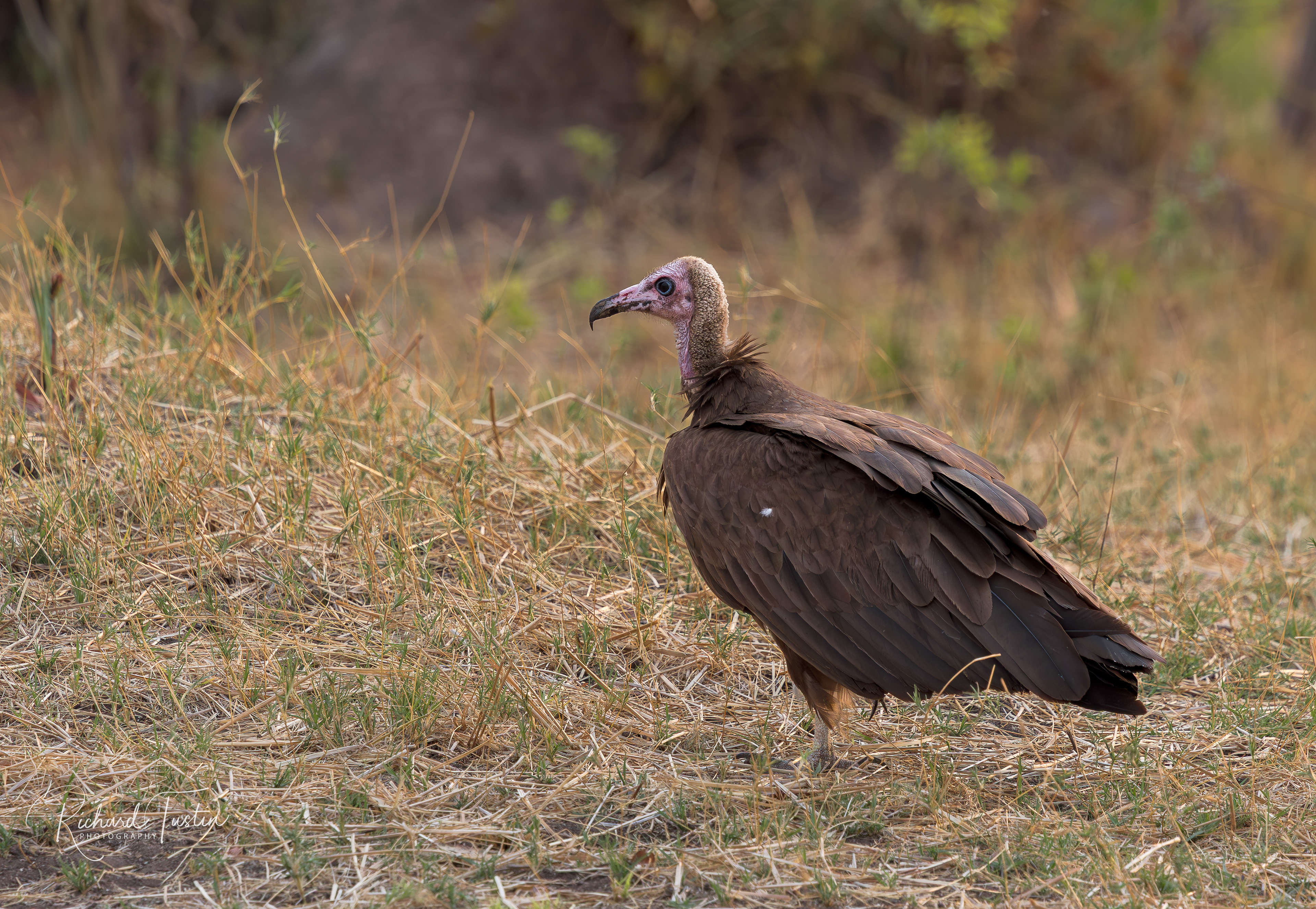 White-backed vulture