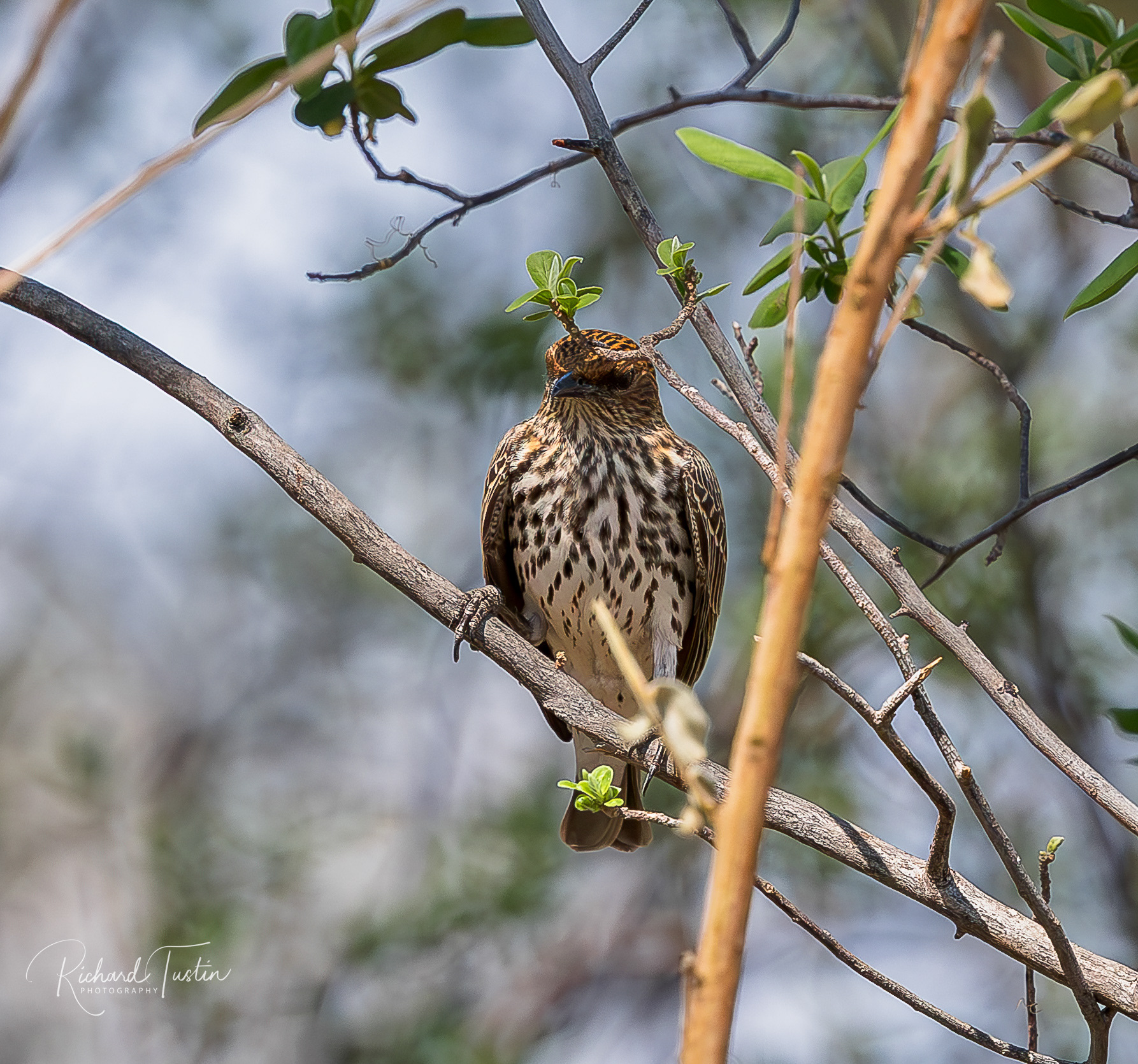 Female Violet-backed starling