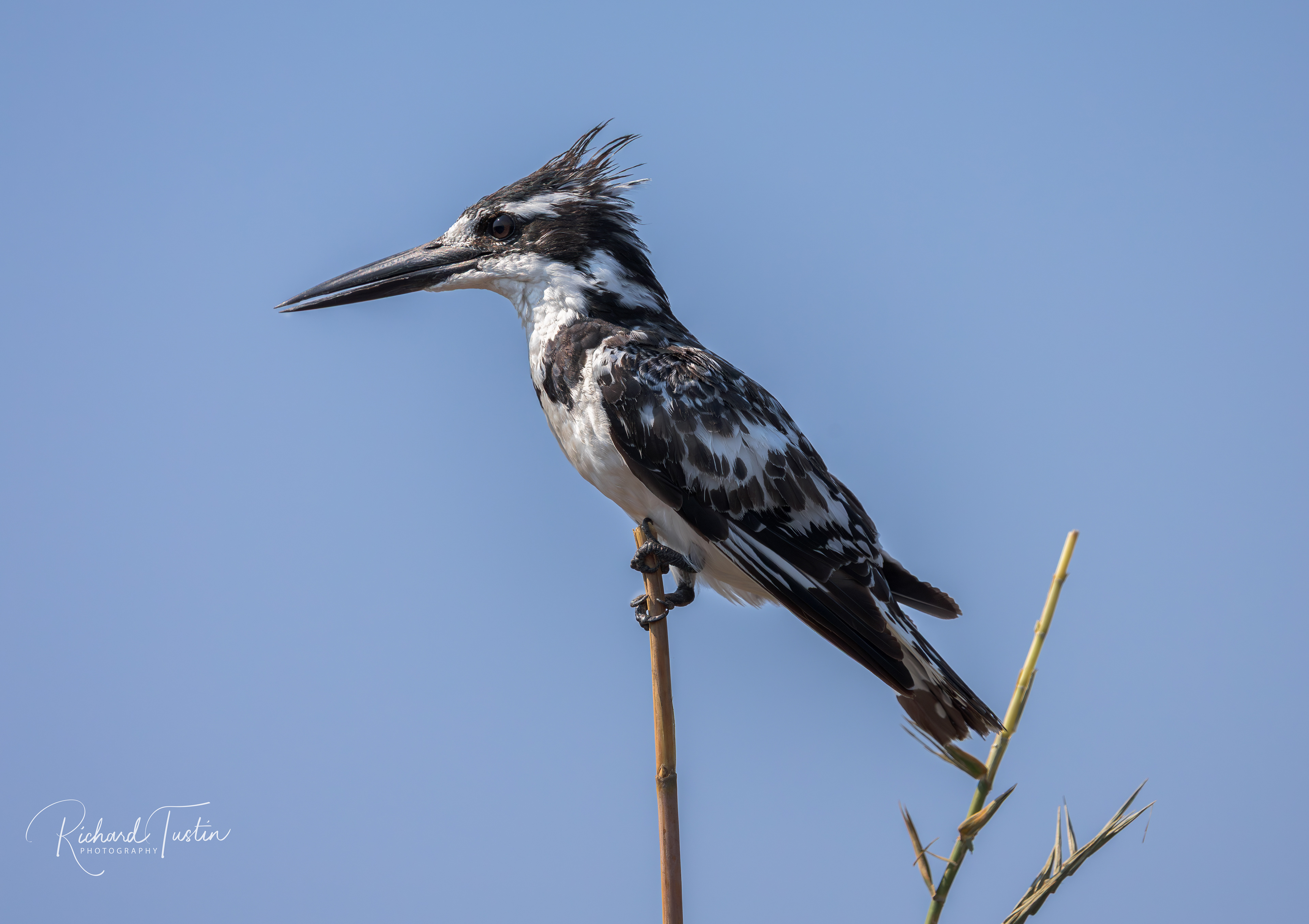 Pied Kingfisher