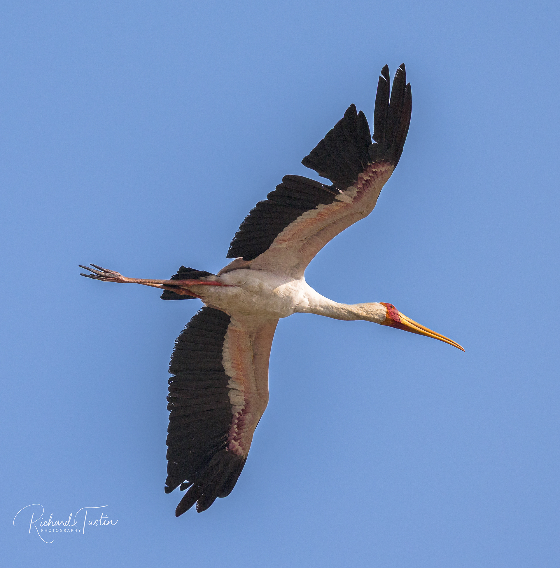 Yellow-billed Stork