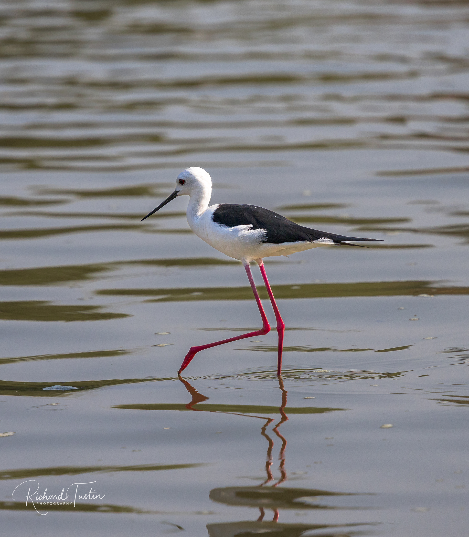Black winged Stilt
