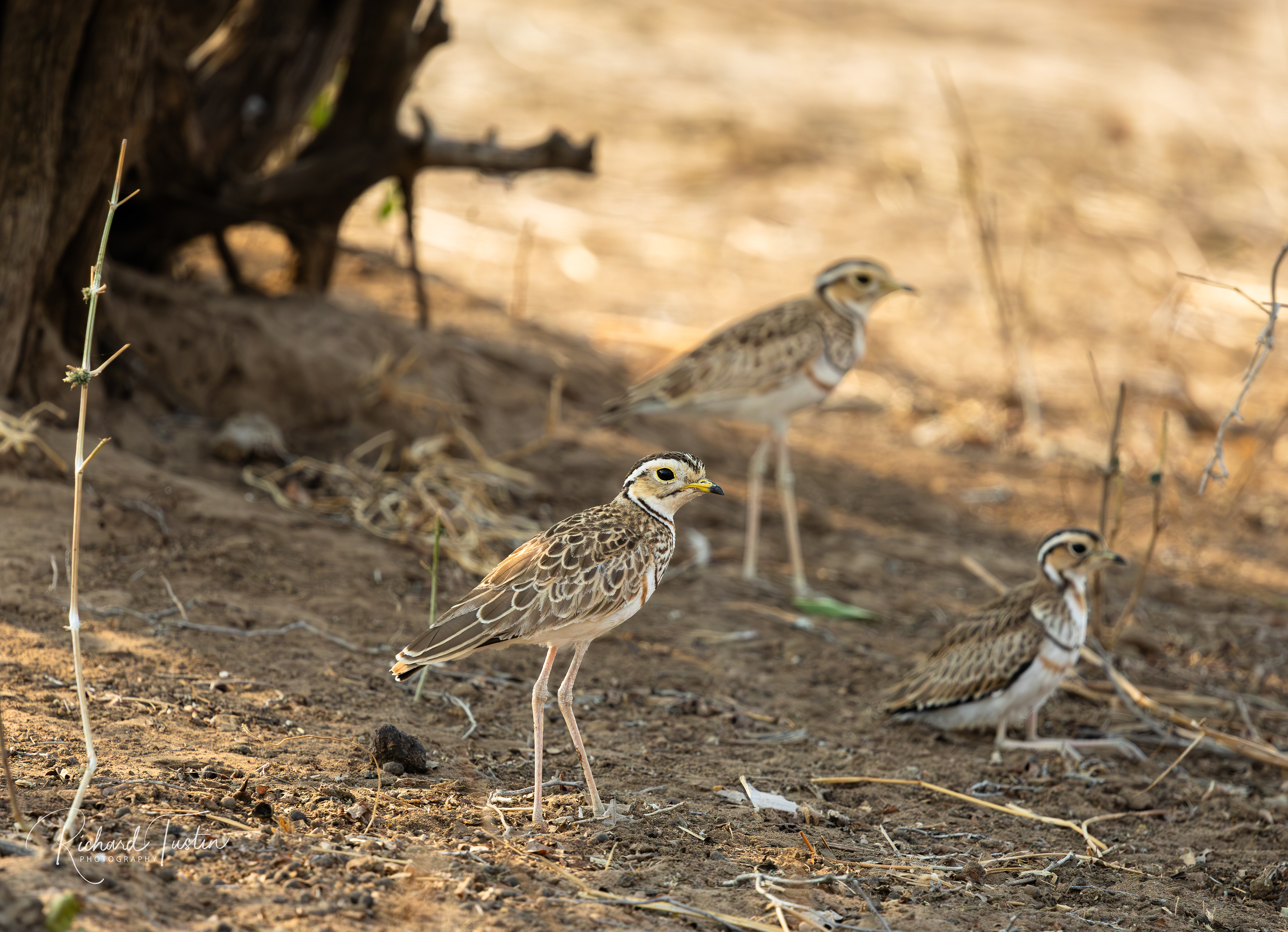 Three-Banded Coursers
