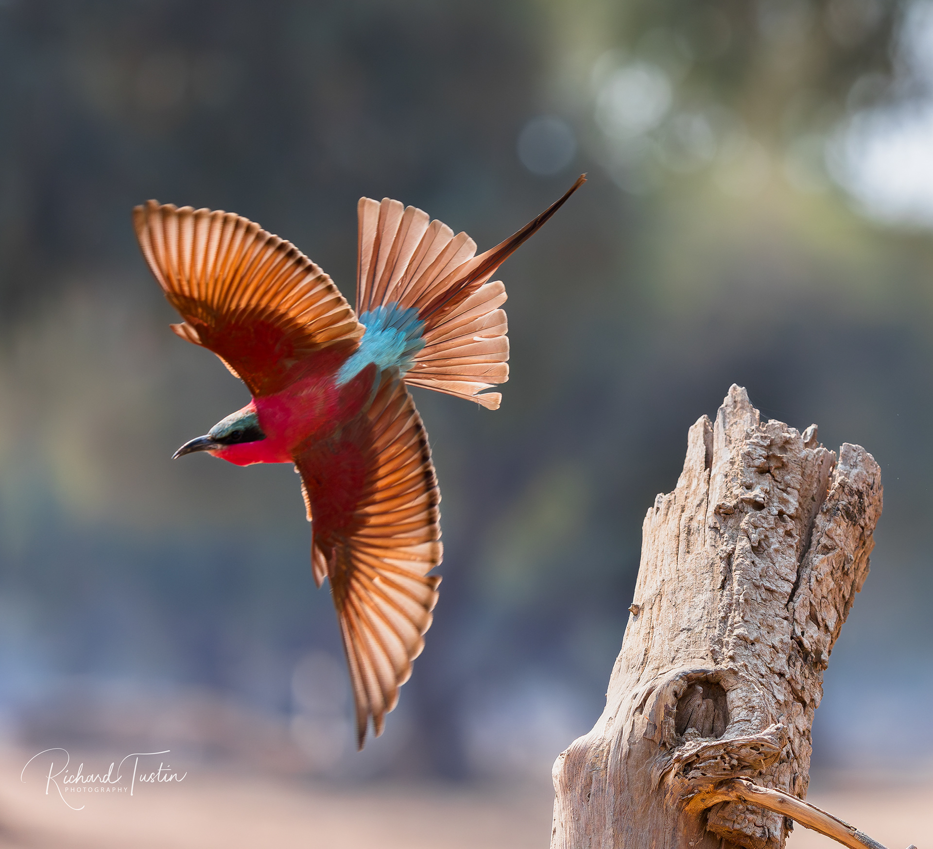 Carmine Bee-eater
