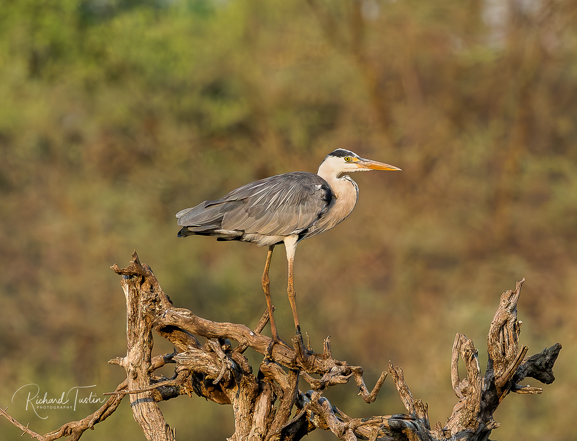 Grey Heron