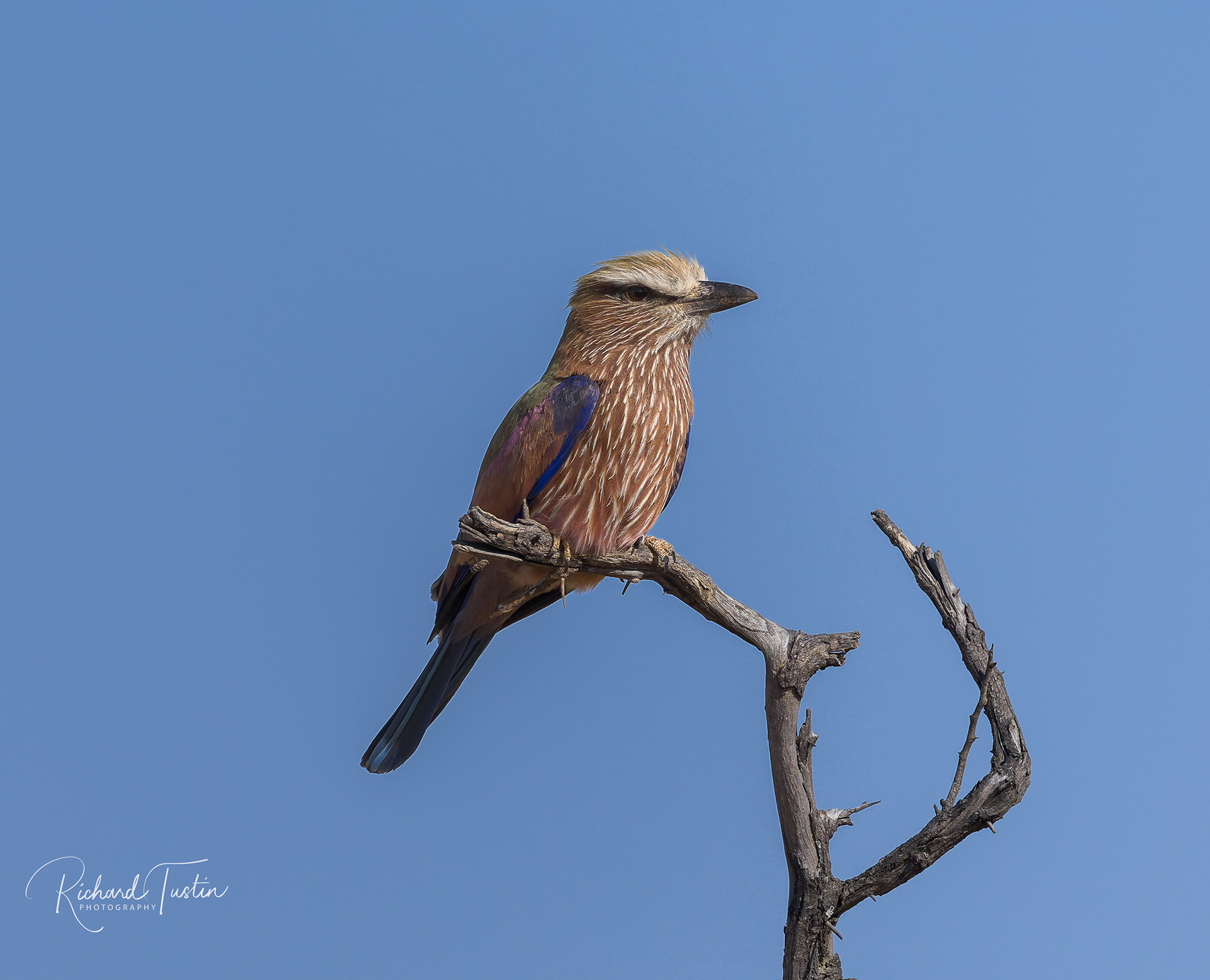 Purple Roller