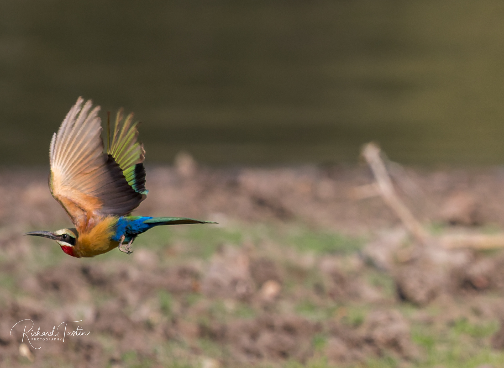 White throated Bee-eater