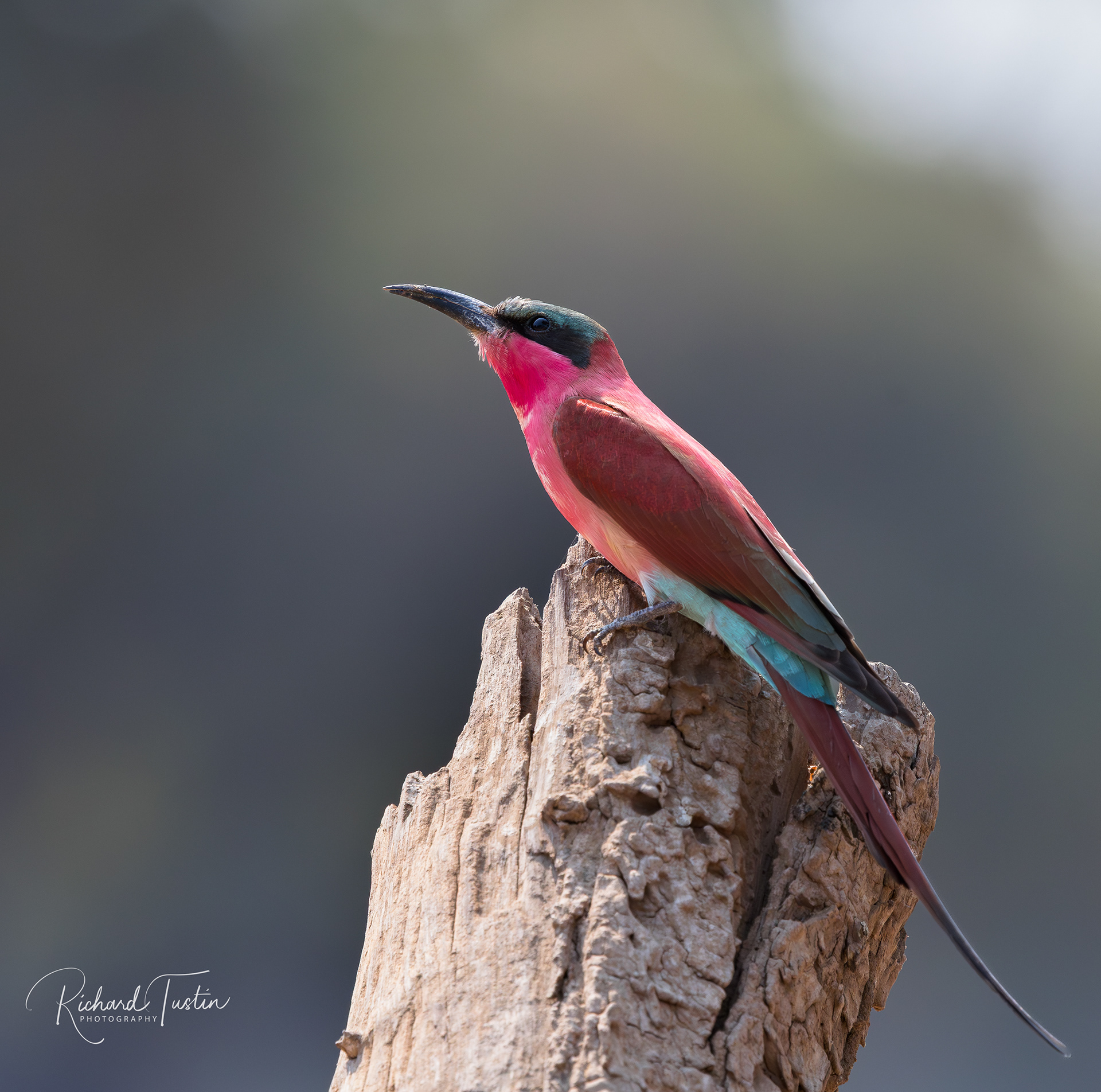 Carmine Bee-eater