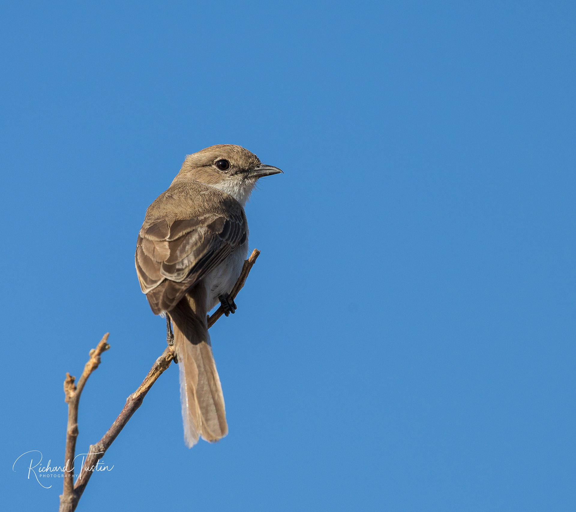 Marico Flycatcher
