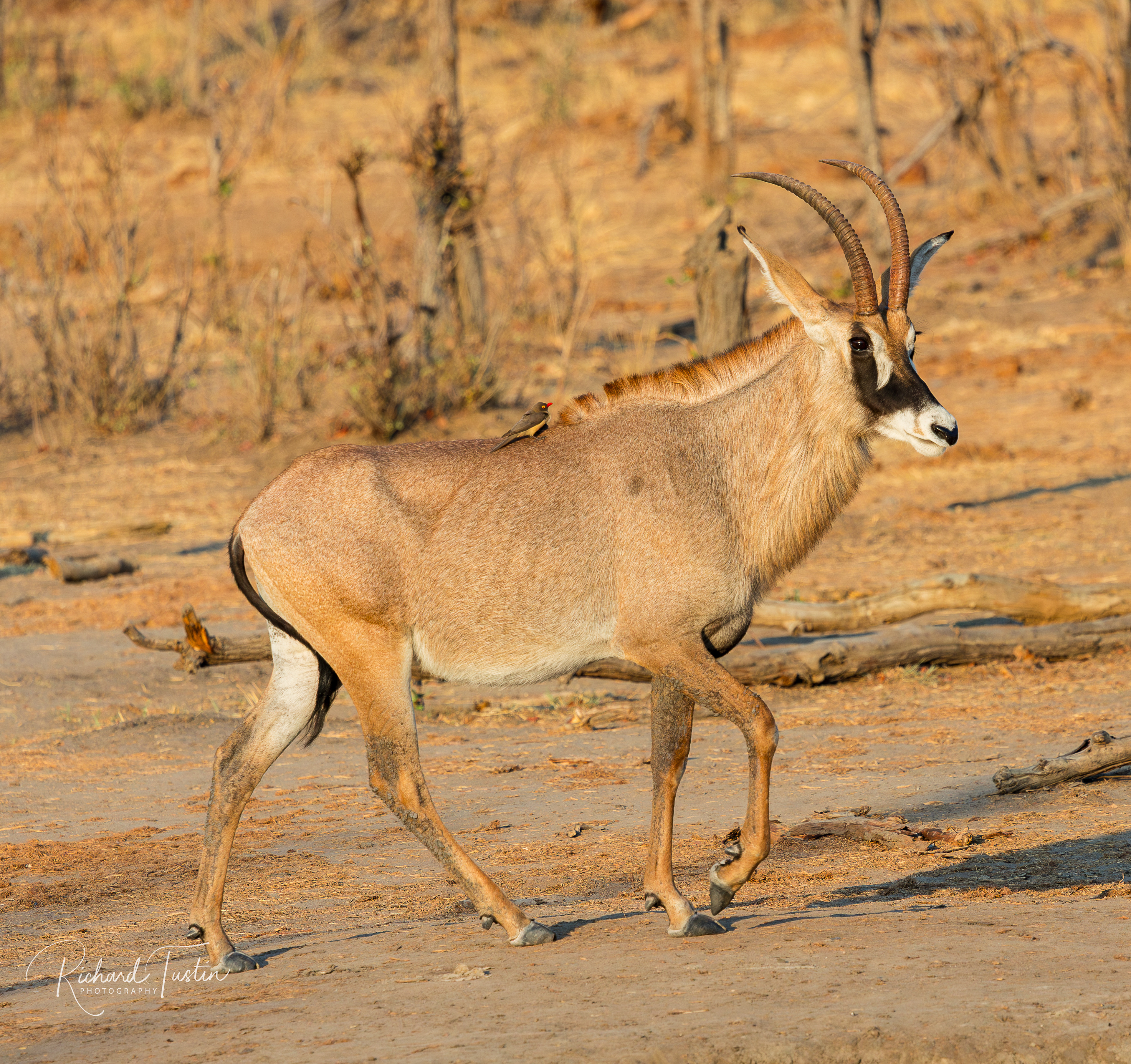 Roan antelope