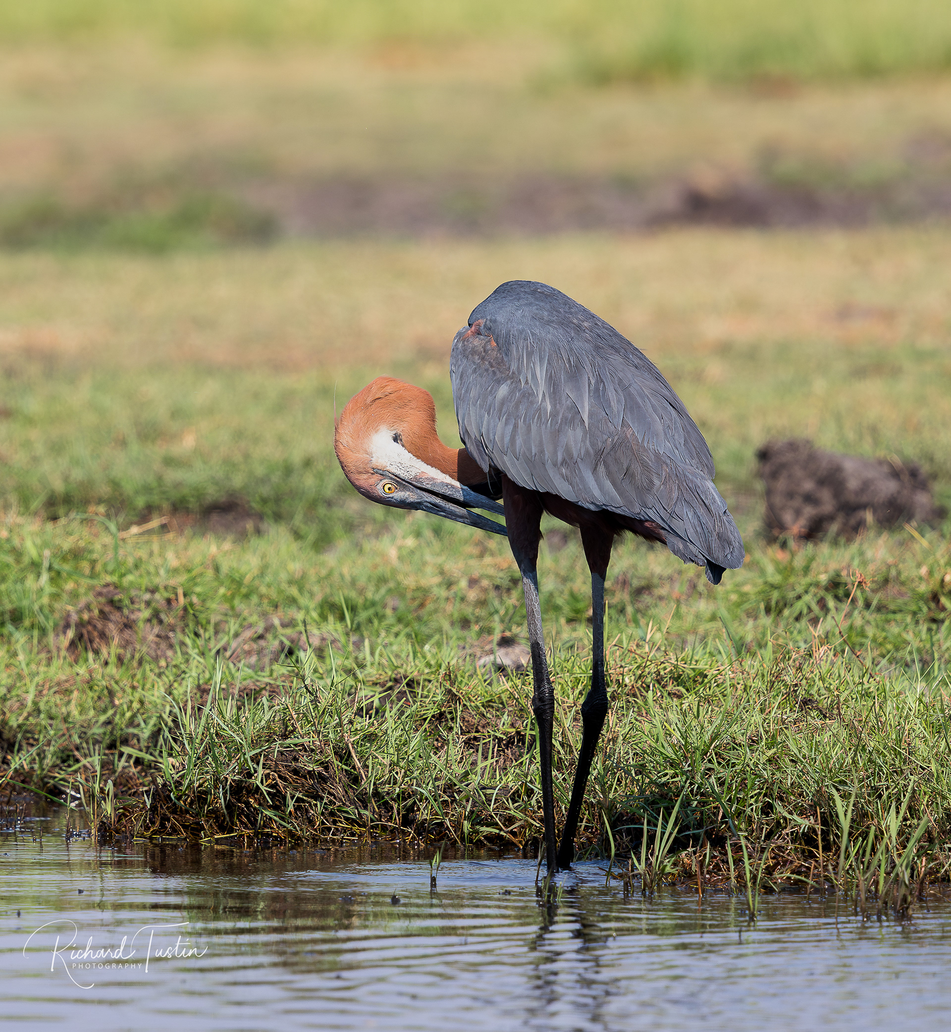 Goliath Heron
