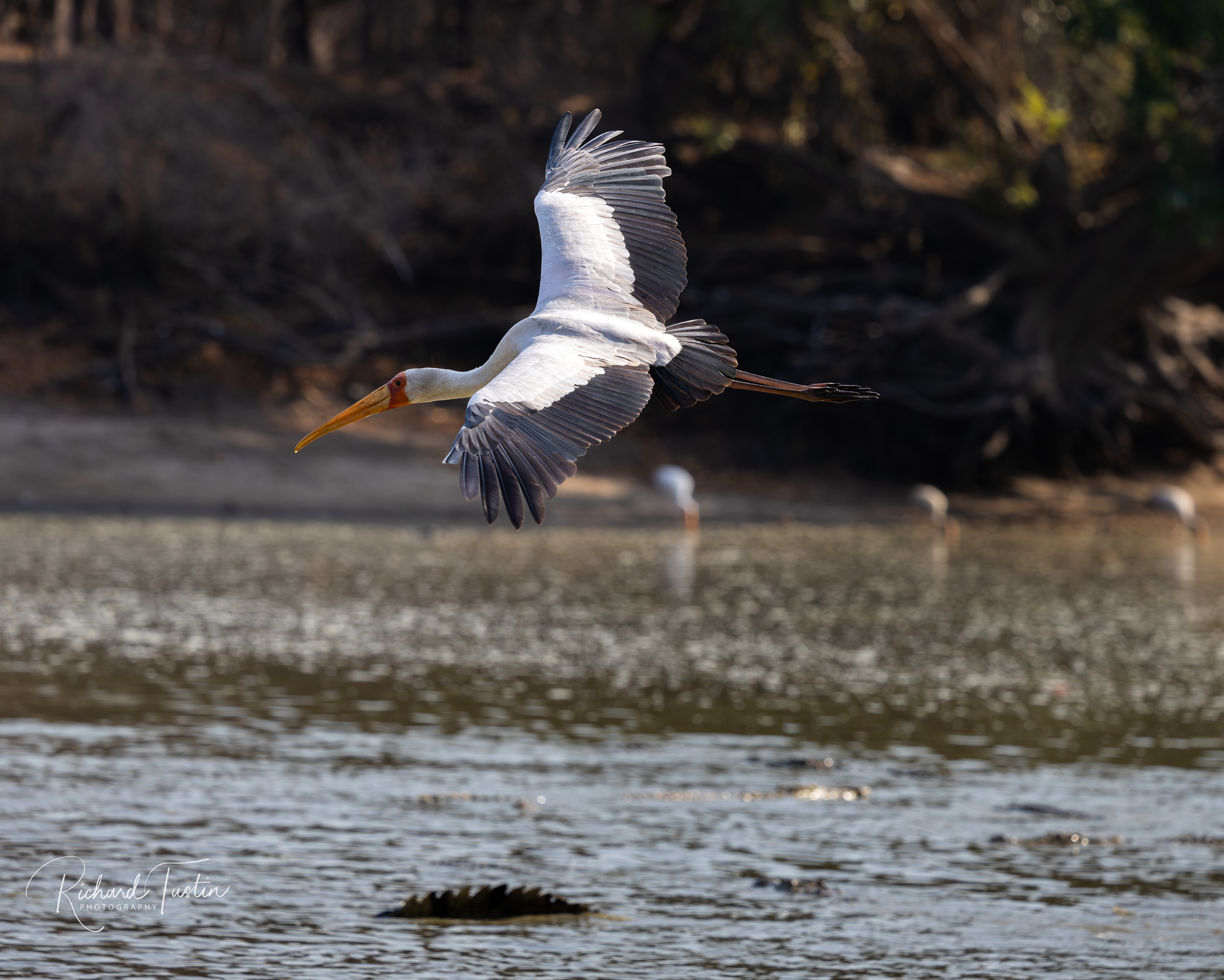Yellow-billed Stork