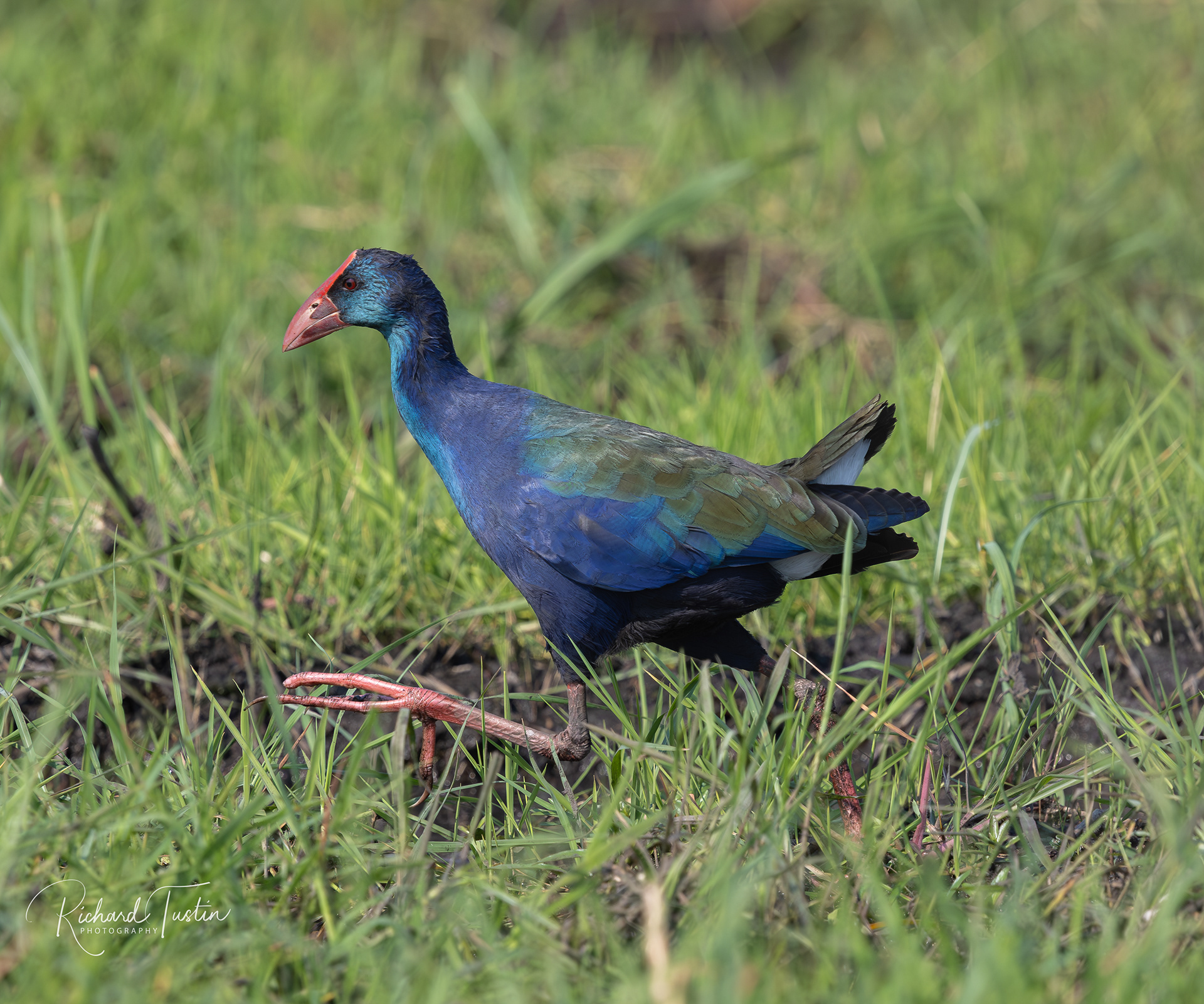 African Moorhen