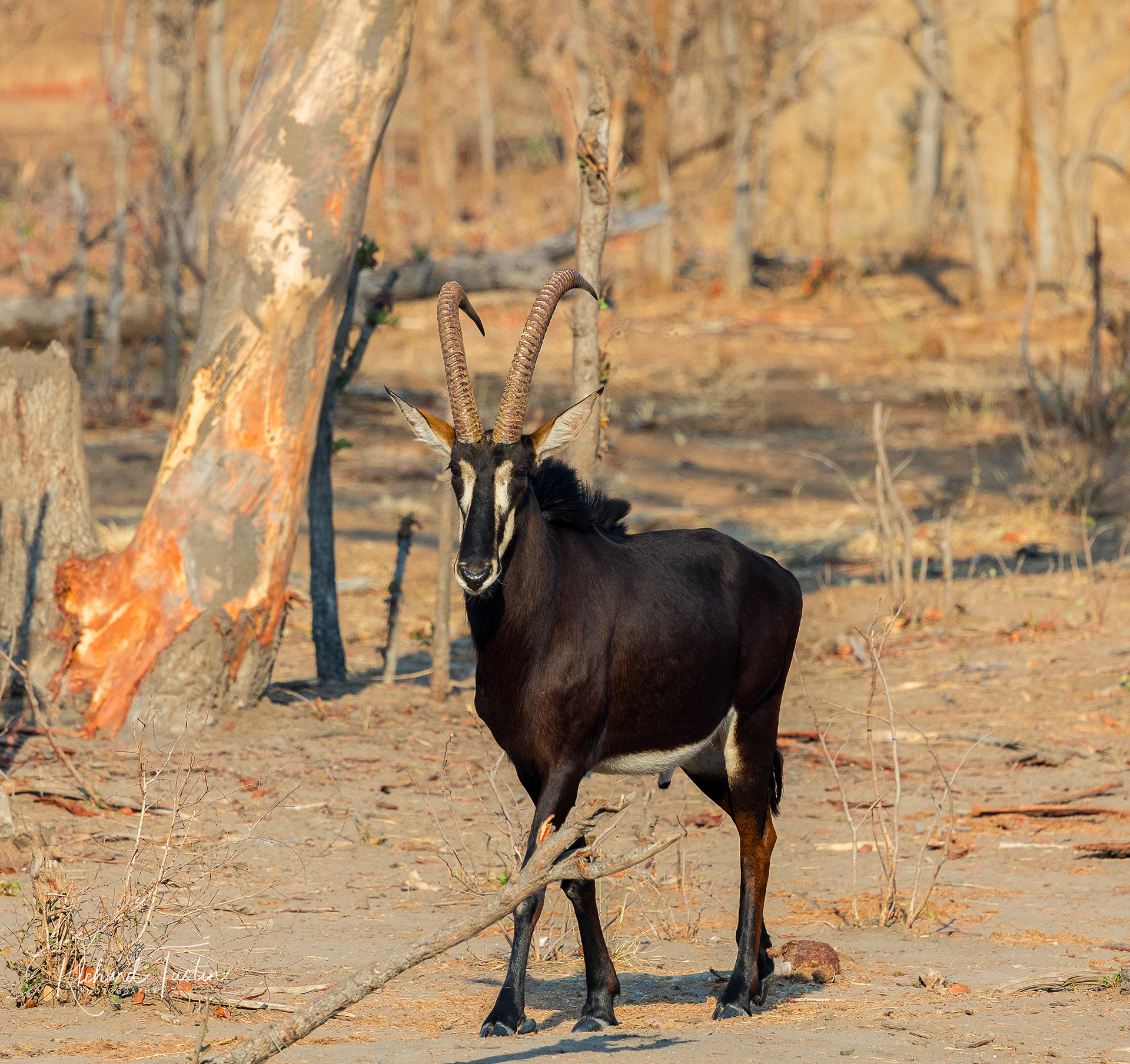 Sable antelope