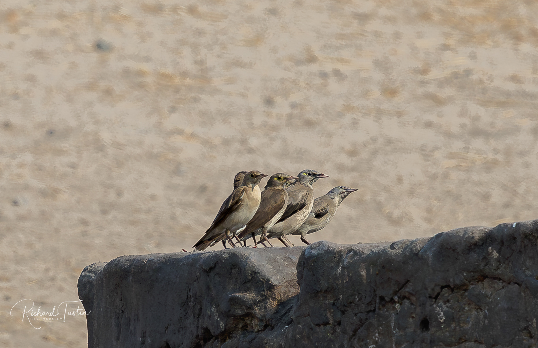 Wattled starling - female