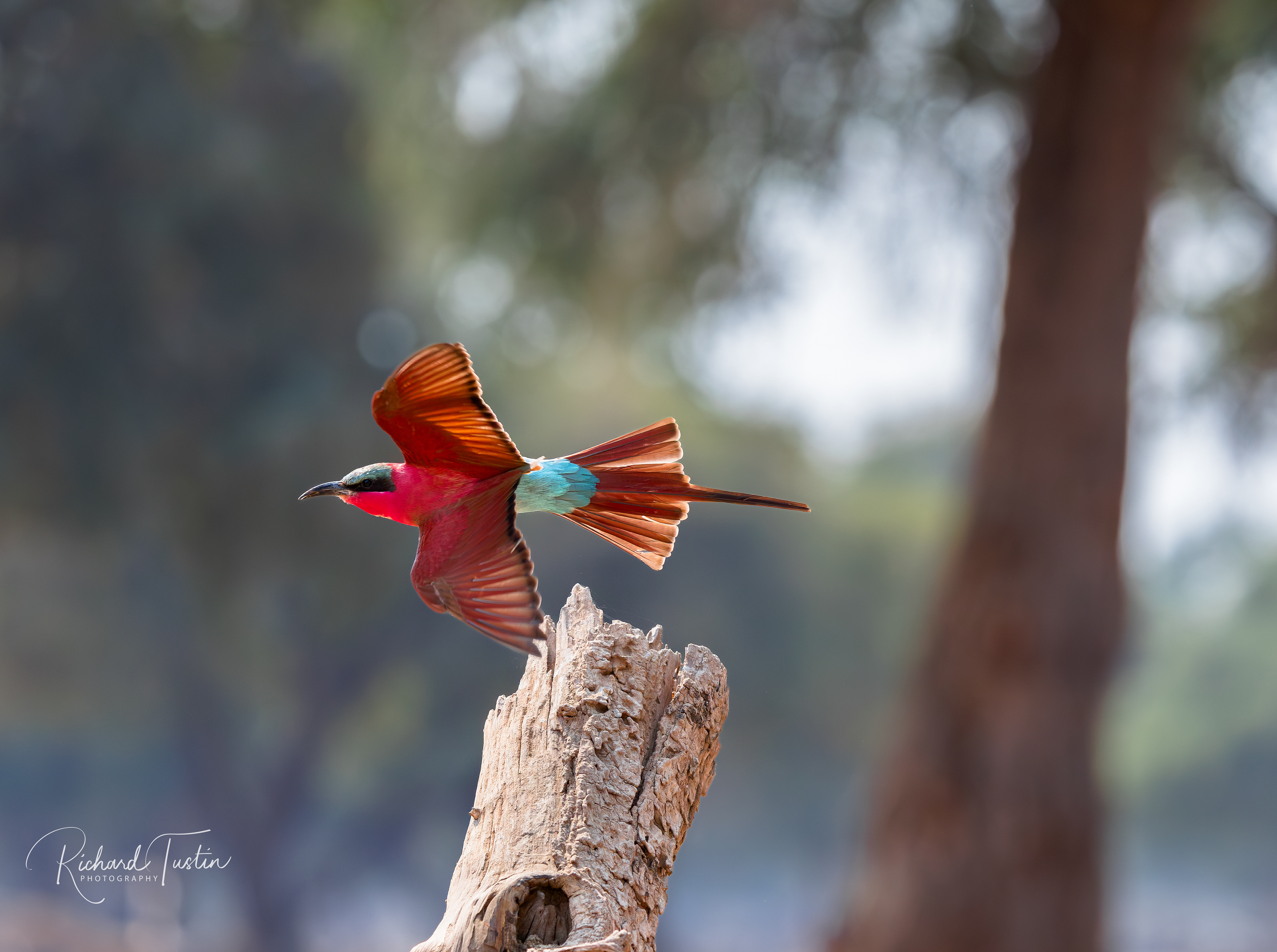 Carmine Bee-eater