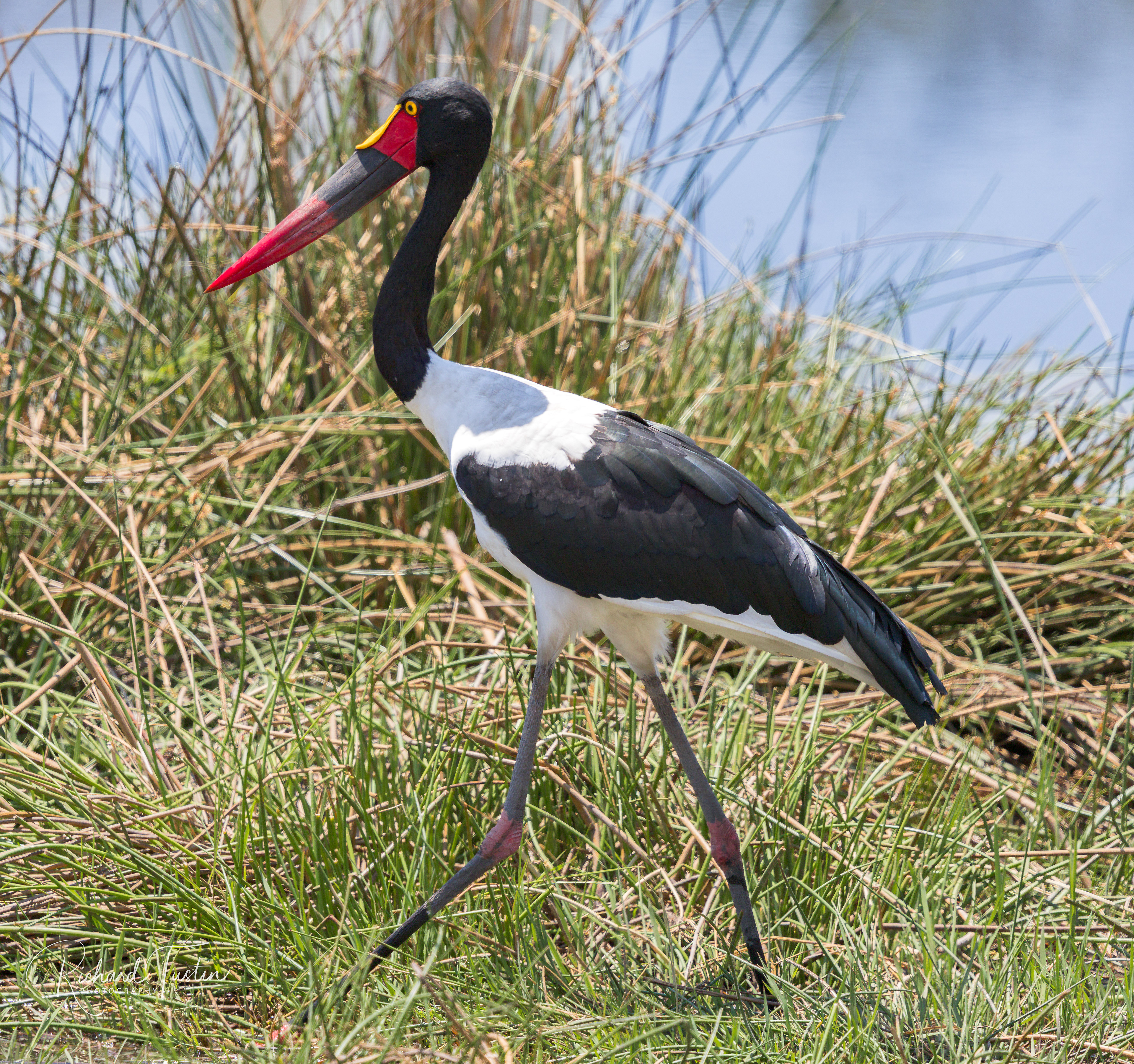 Saddle-billed stork