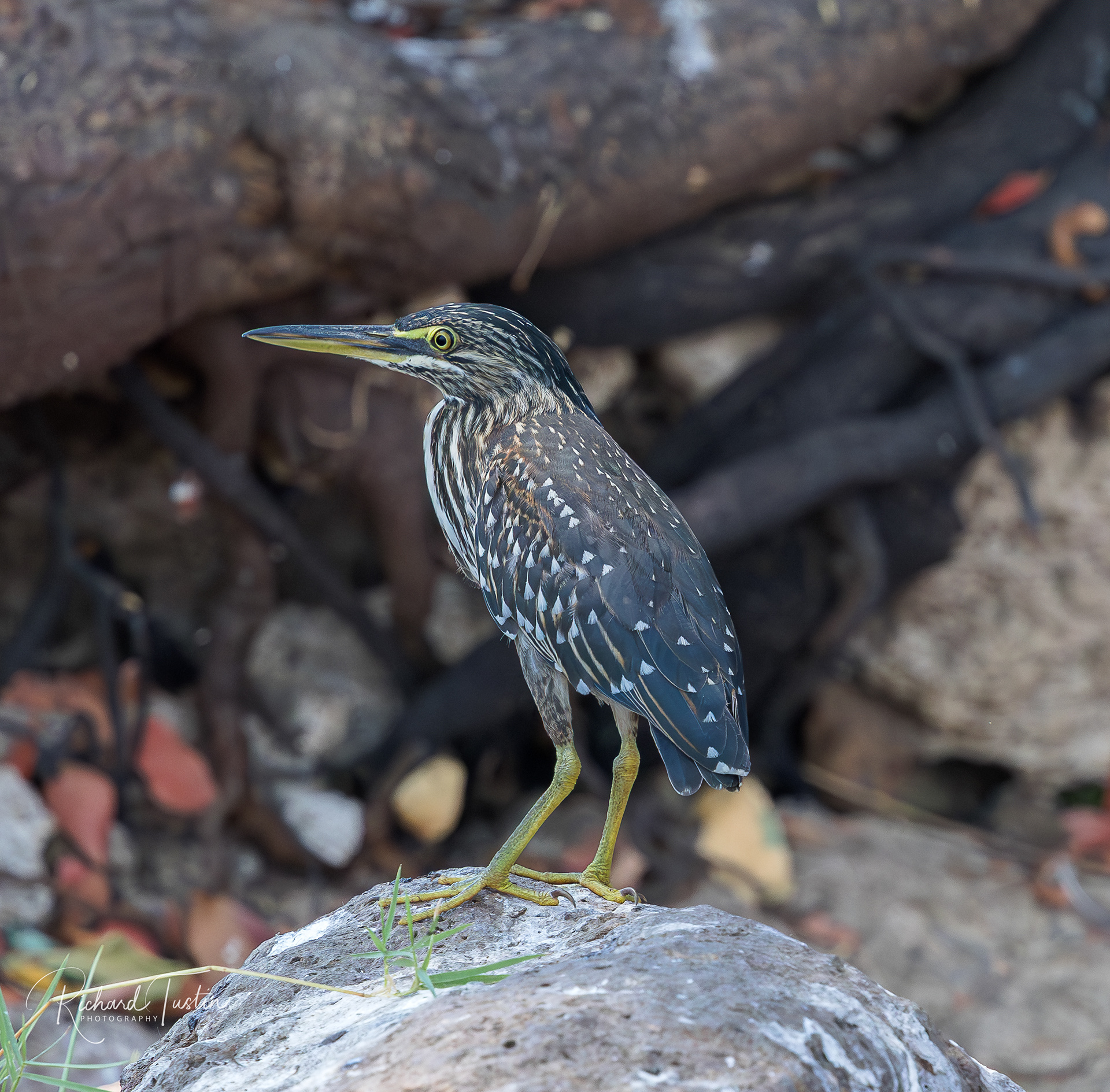 Little Heron