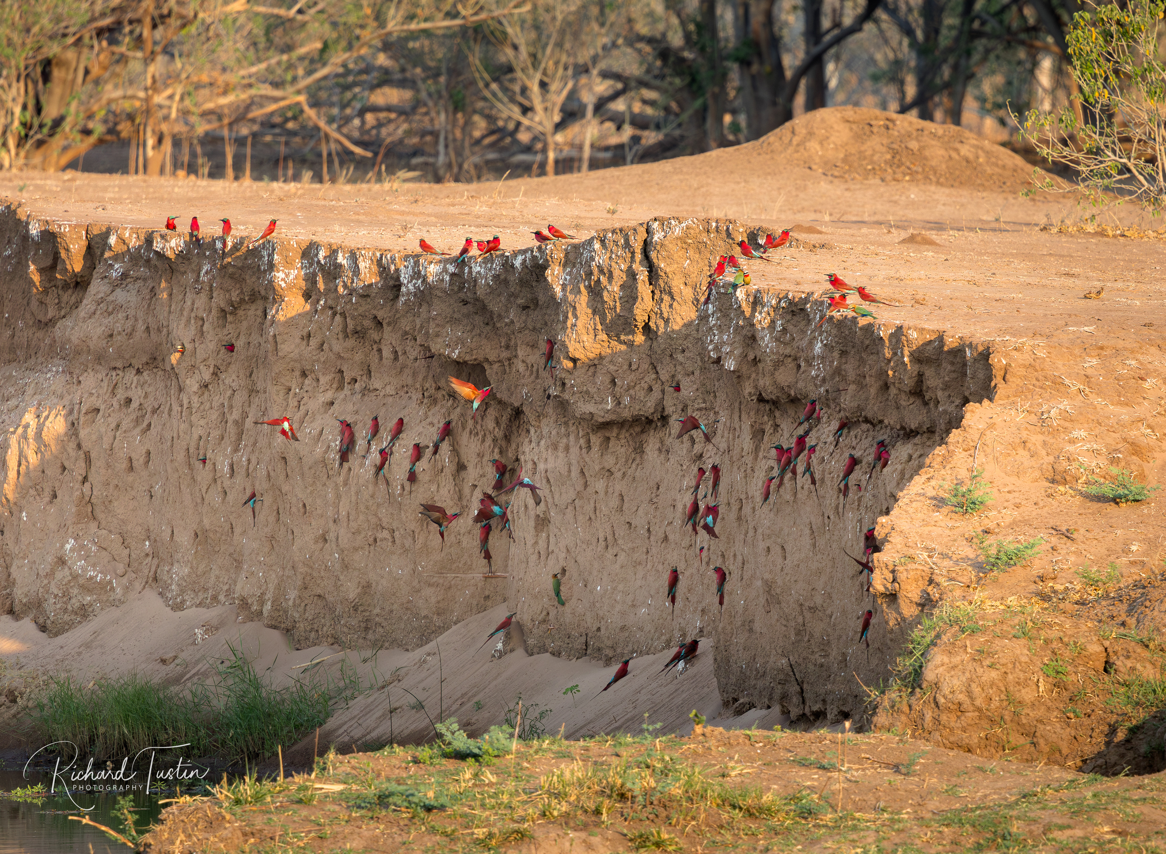 Carmine Bee-eater colony