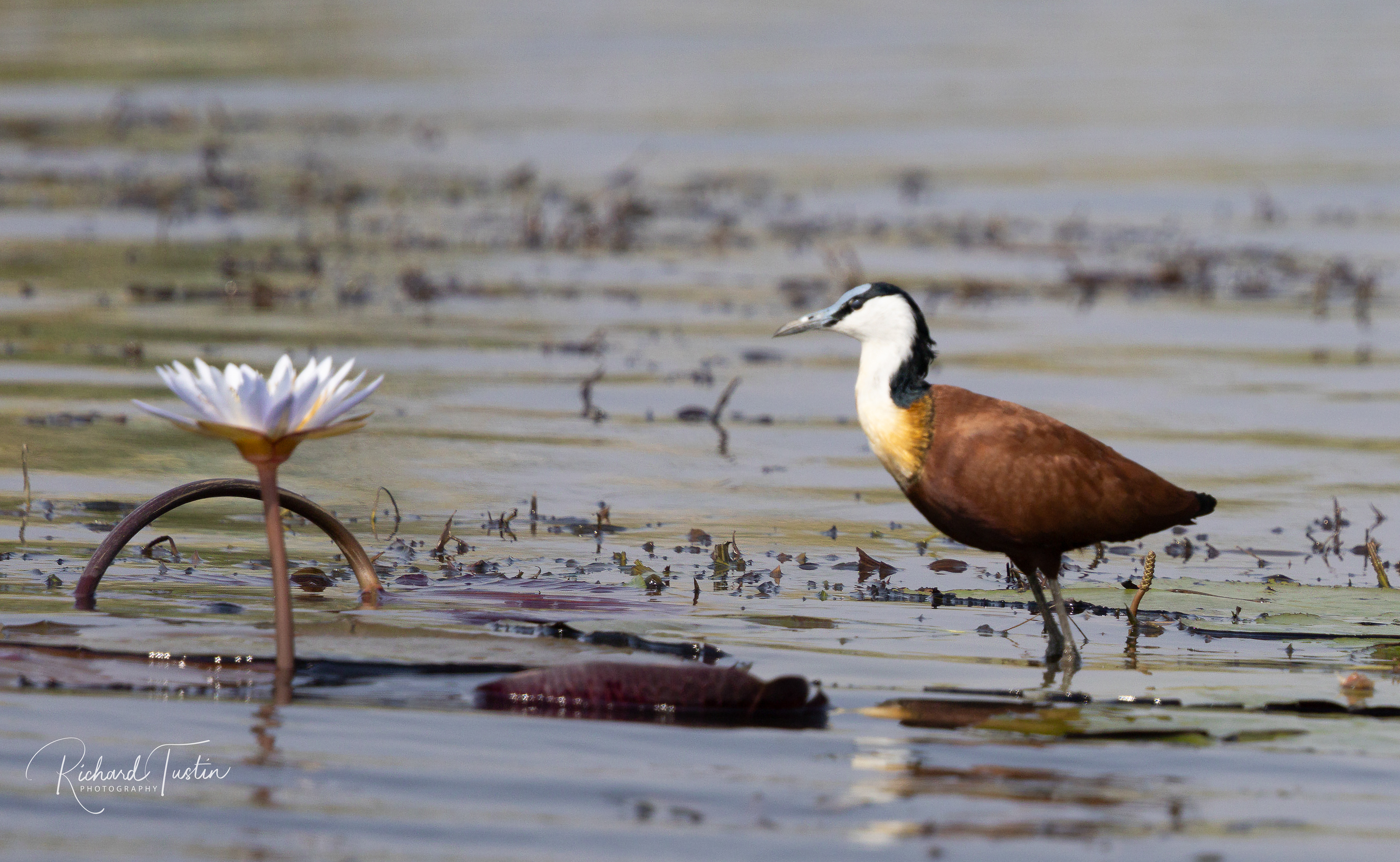 African Jacana