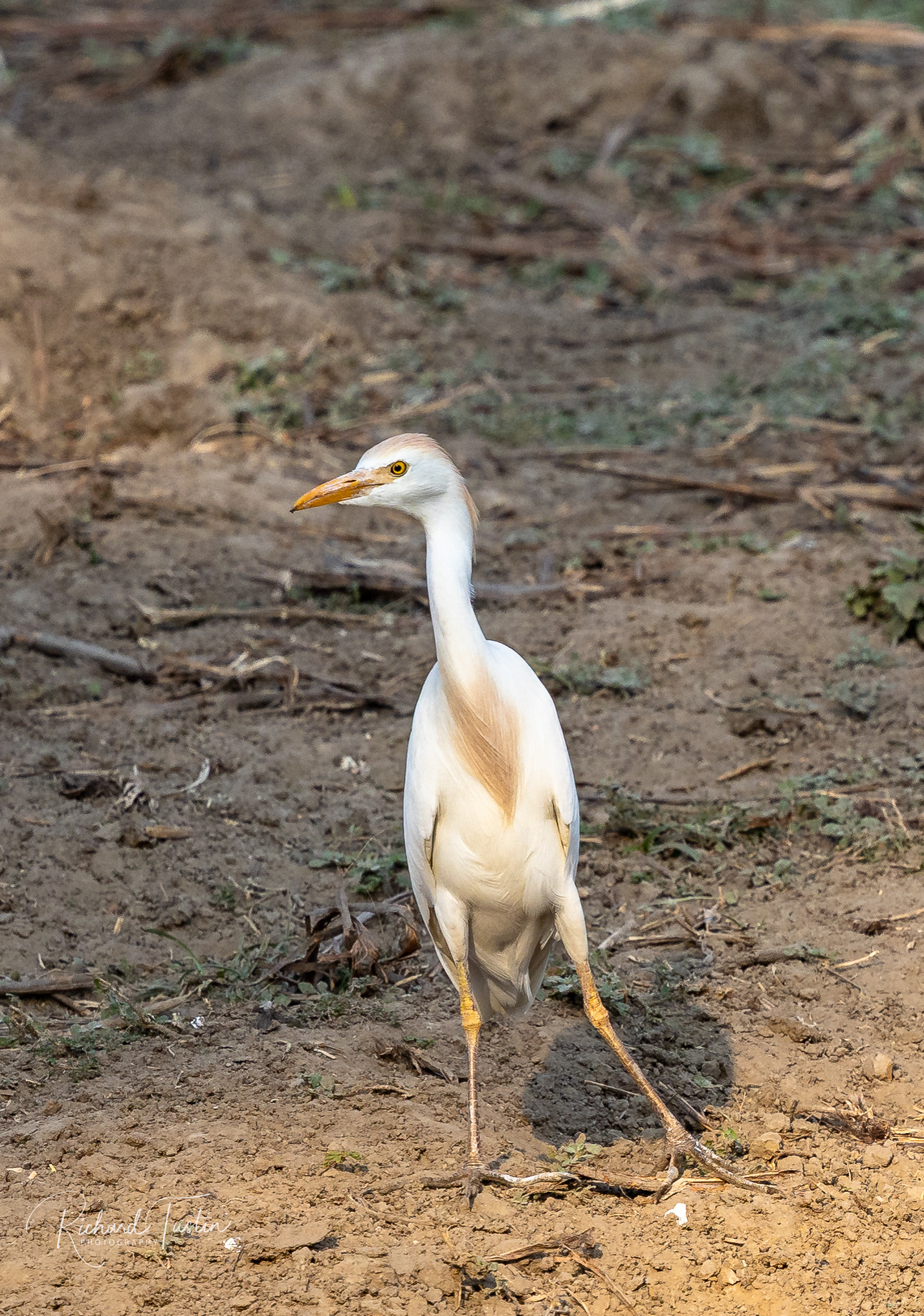 Western Cattle Egret