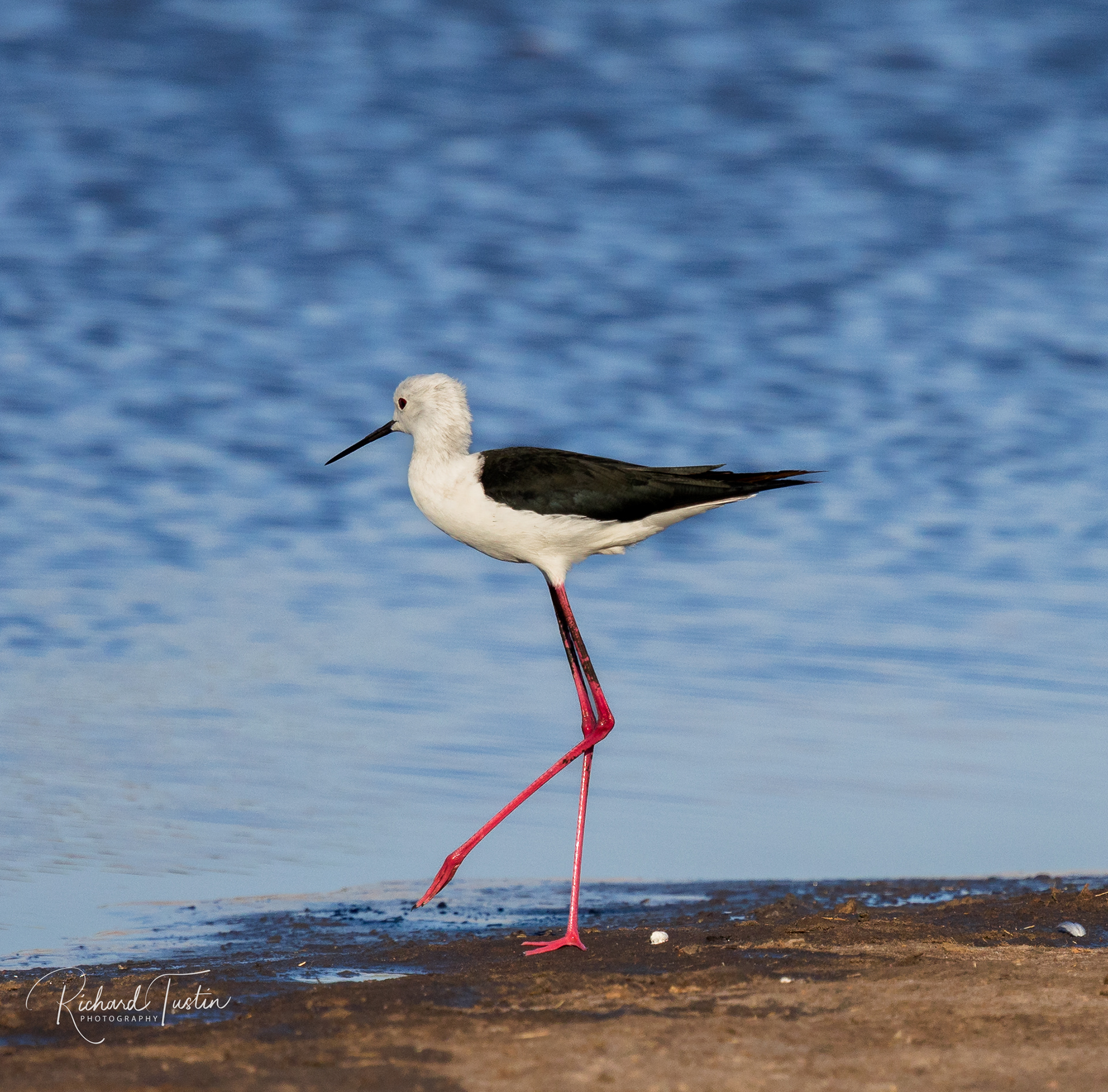 Black-winged stilt