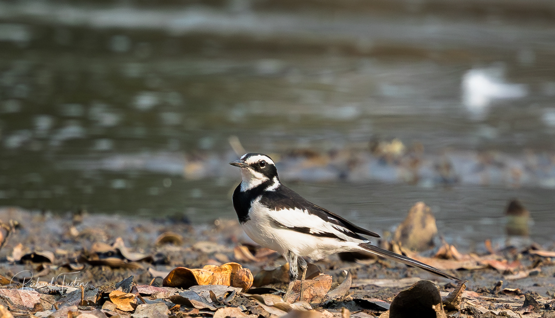 African Pied Wagtail