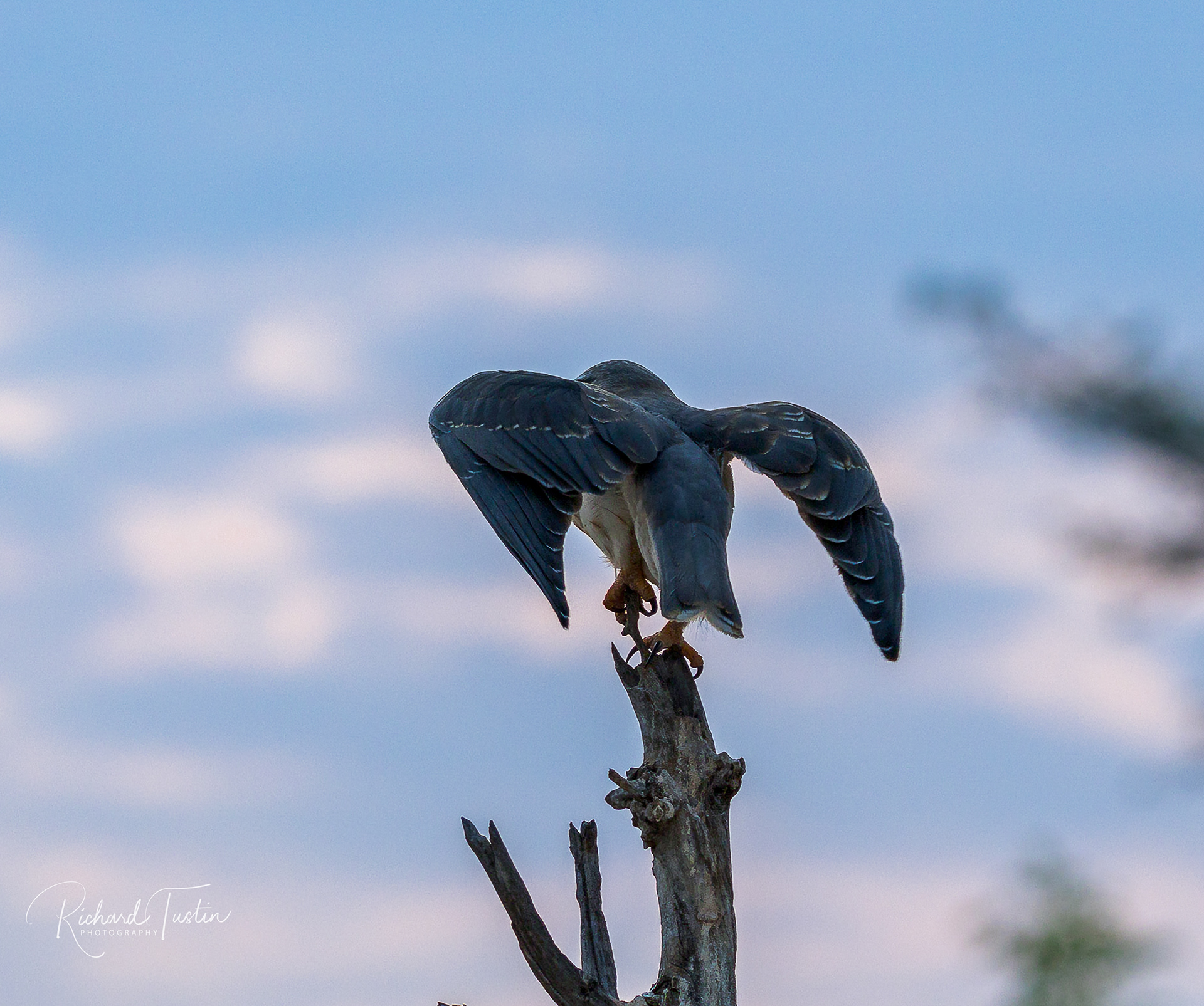 Black-winged kite - juvenile