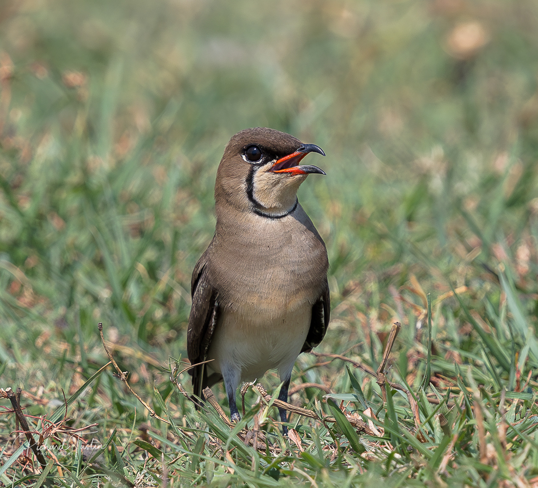 Collared Pratincole